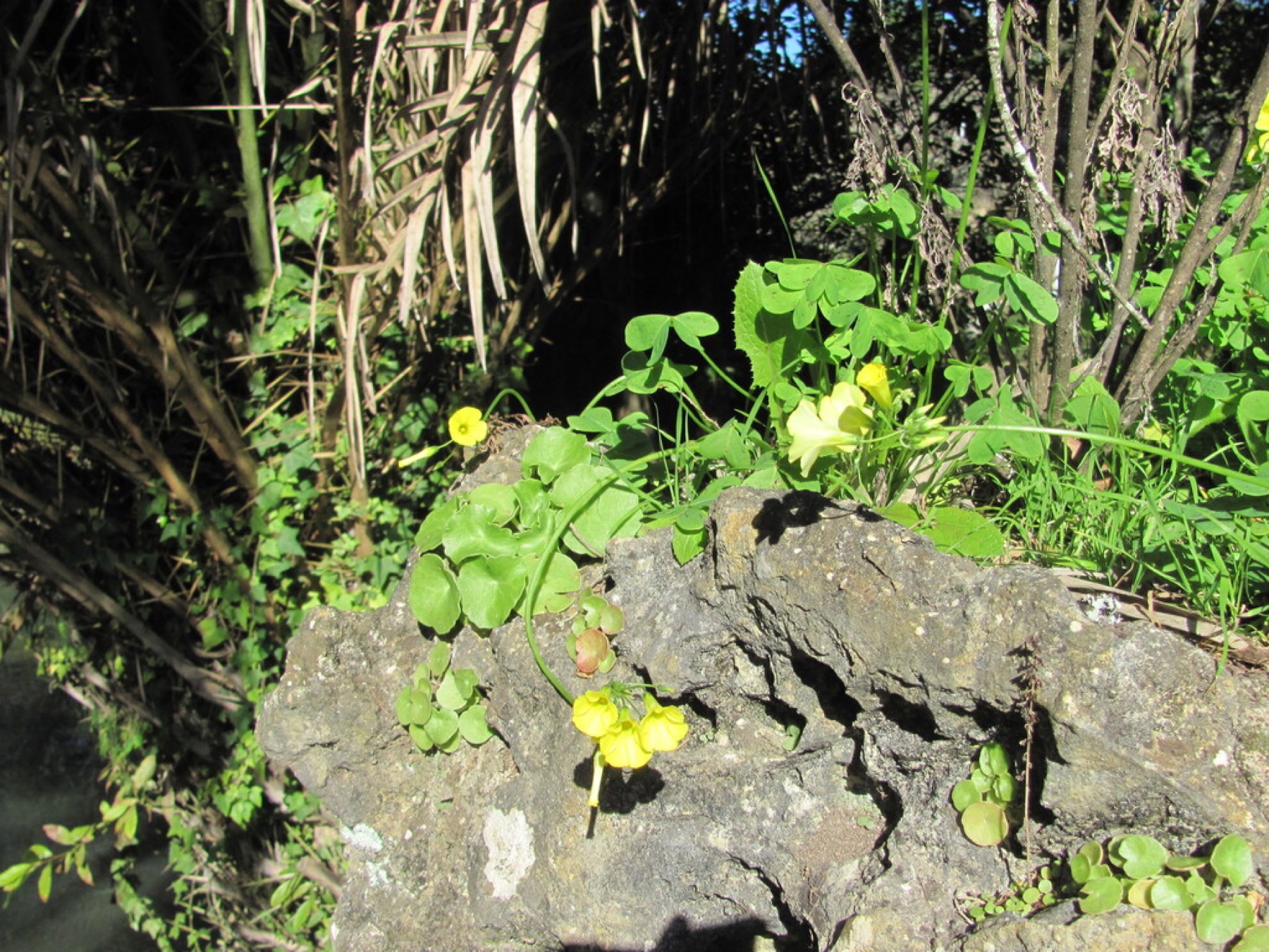 Bermuda Buttercup — photo 11