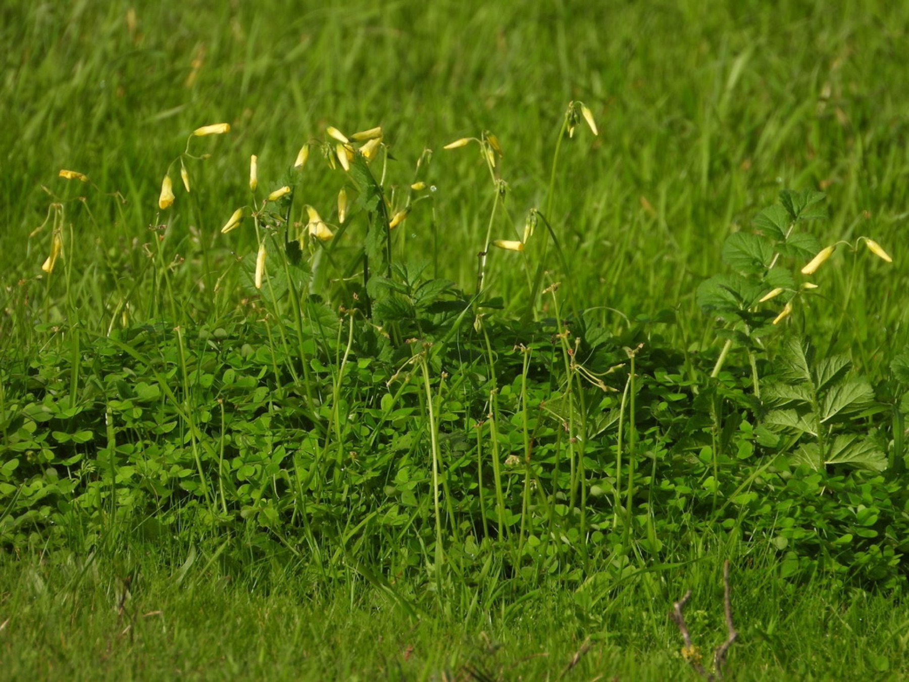 Bermuda Buttercup — photo 12