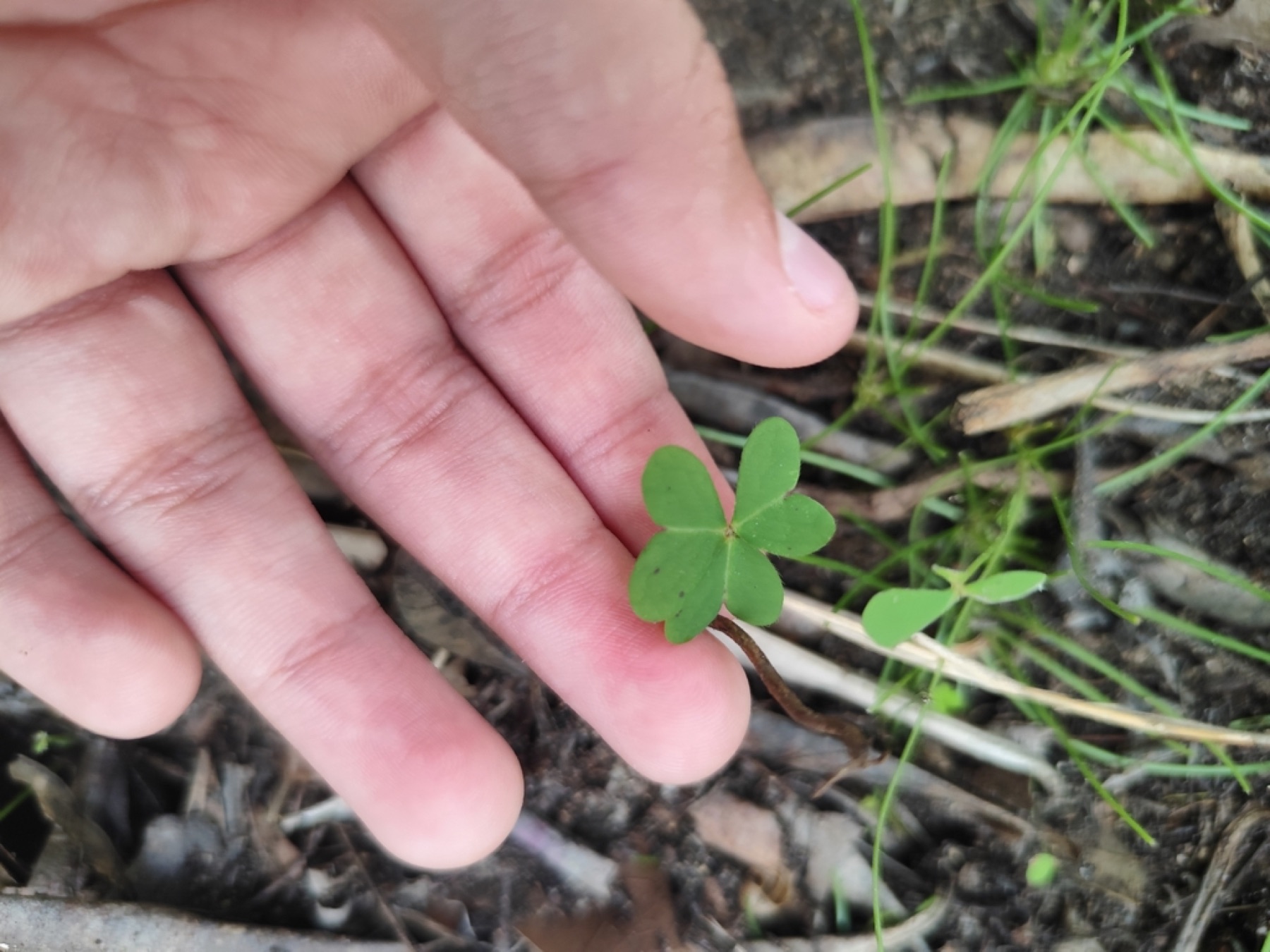 Bermuda Buttercup — photo 13