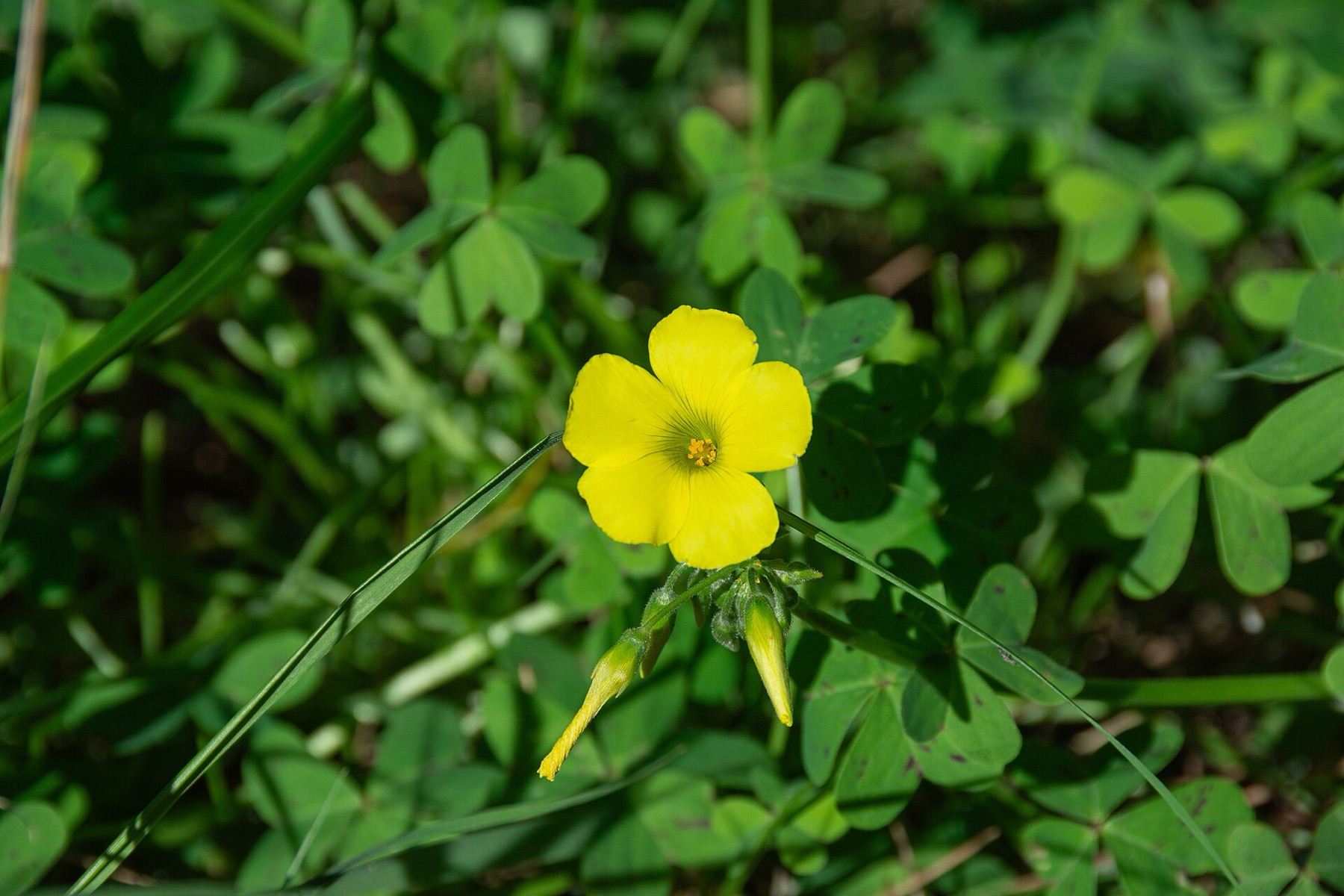 Bermuda Buttercup — photo 14