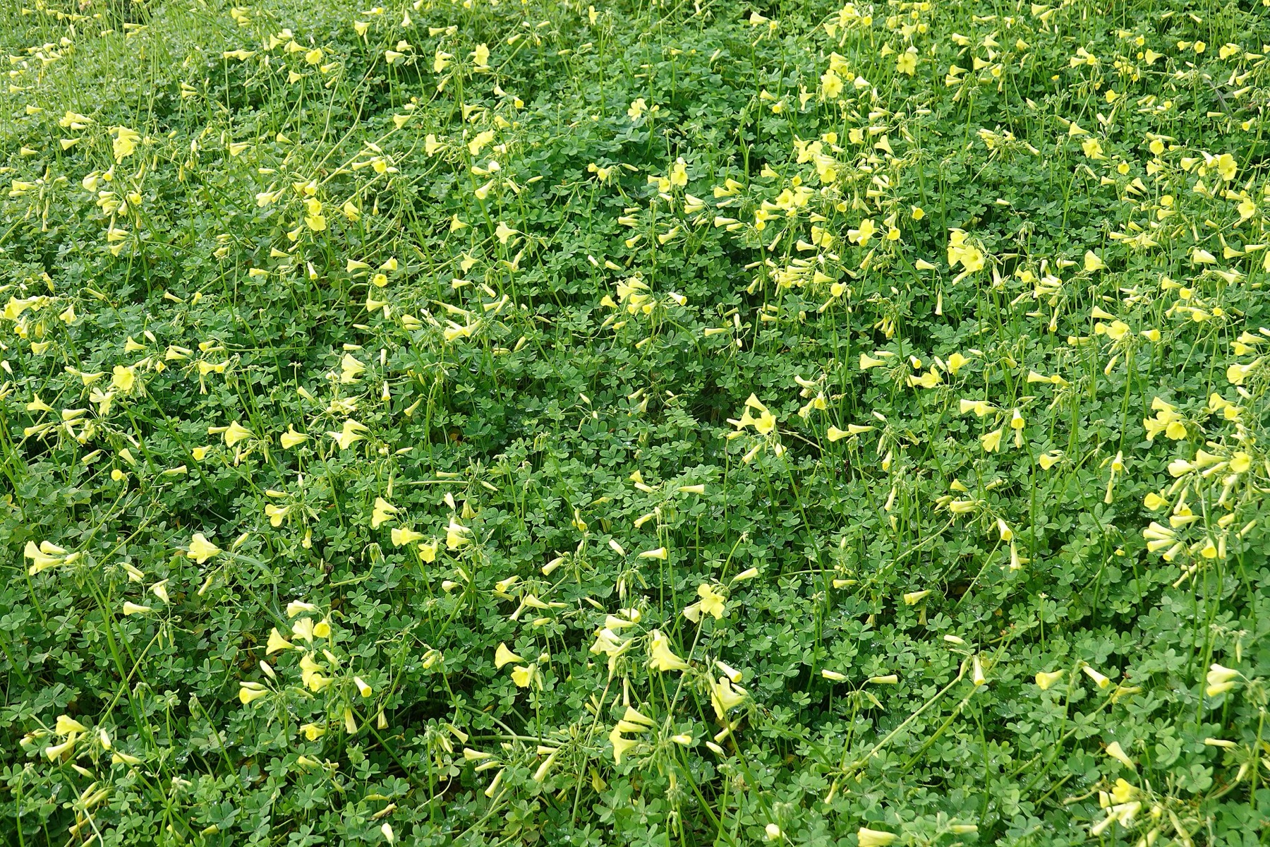 Bermuda Buttercup — photo 15
