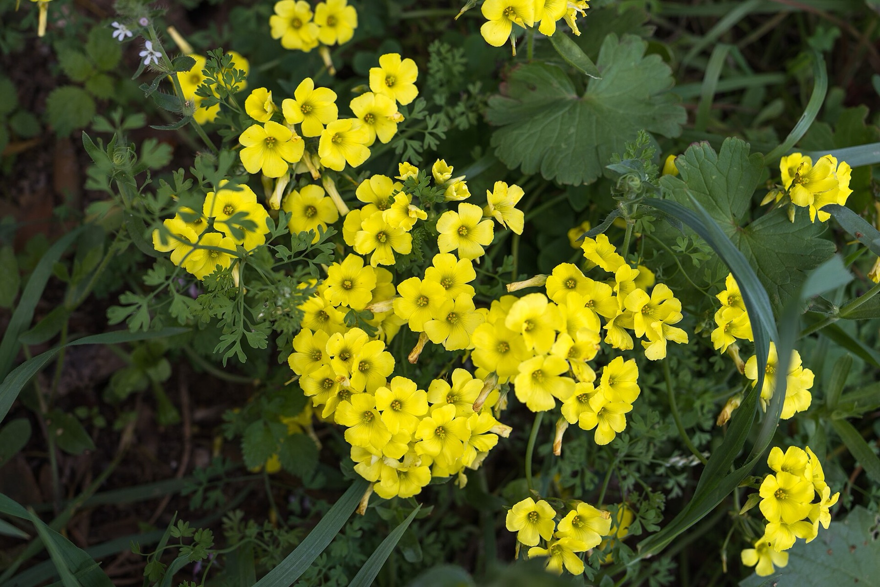 Bermuda Buttercup — photo 16
