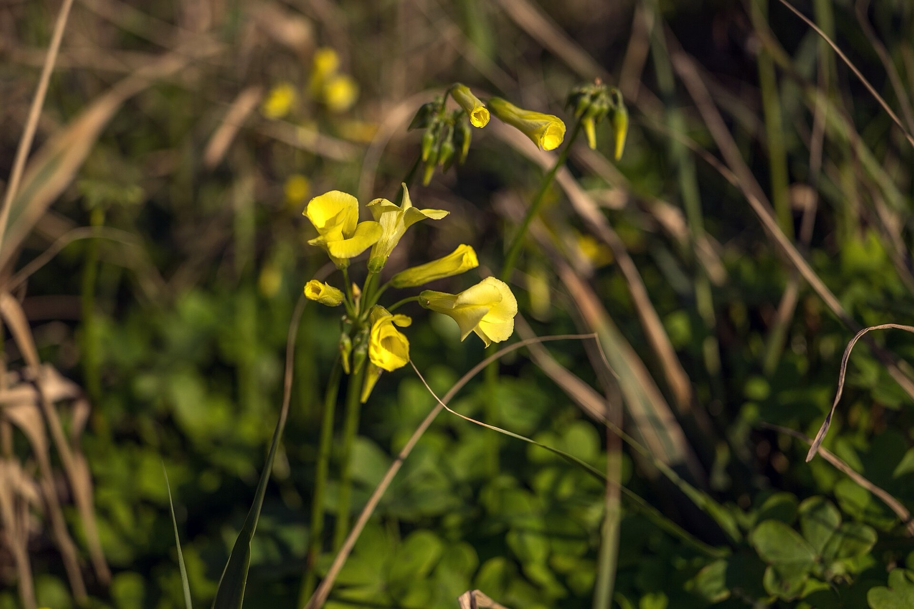 Bermuda Buttercup — photo 17