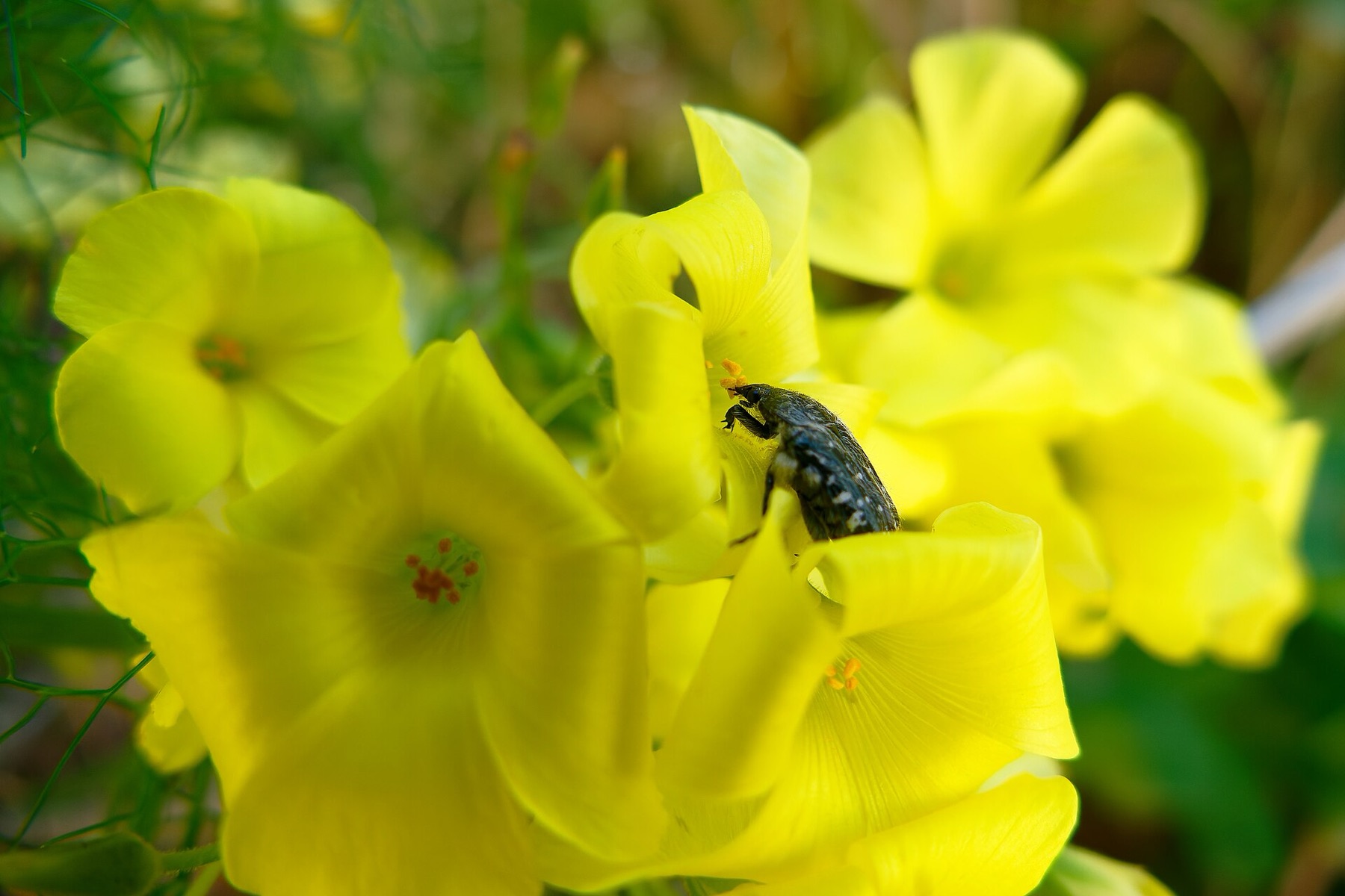Bermuda Buttercup — photo 18