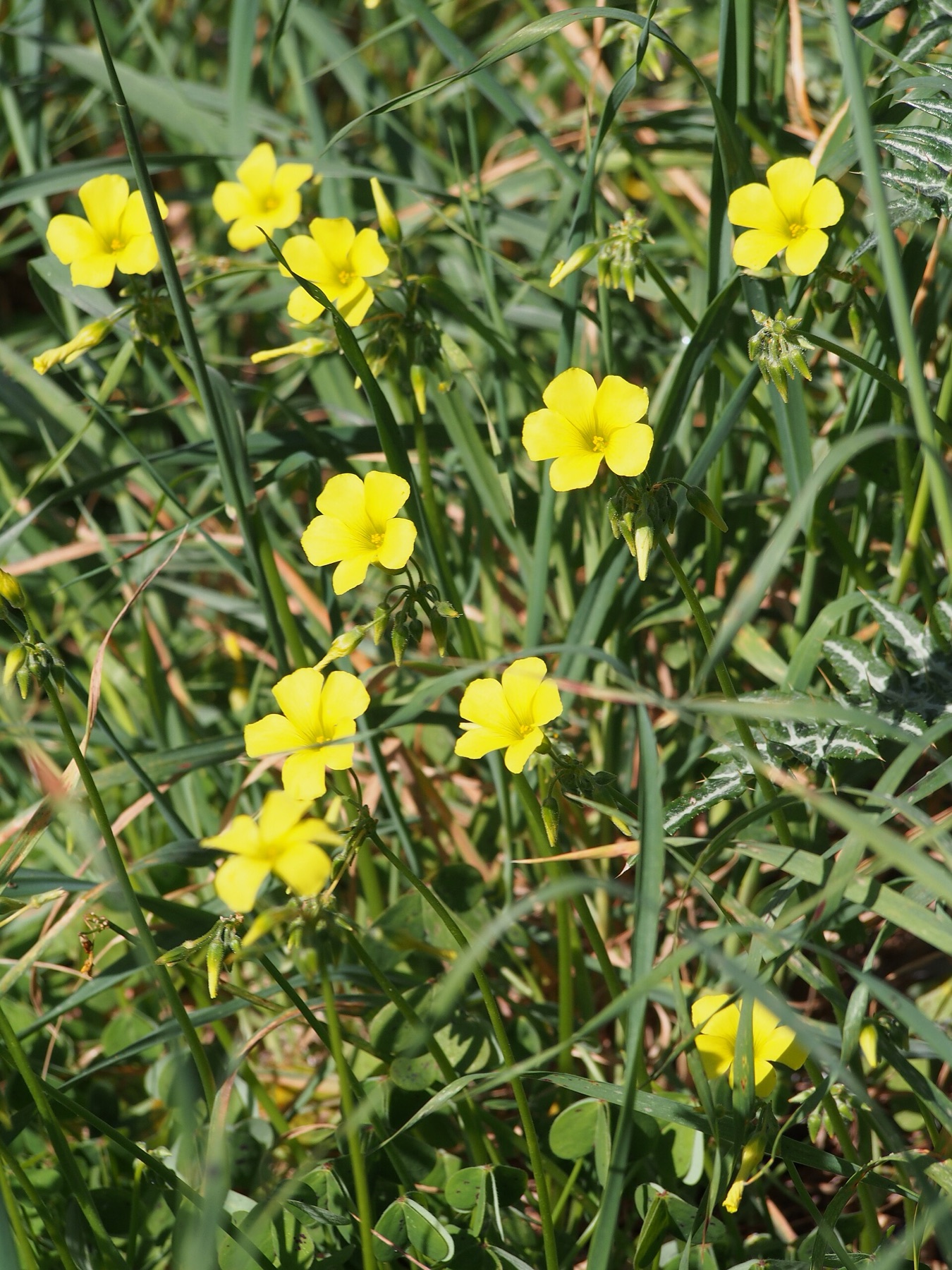 Bermuda Buttercup — photo 20