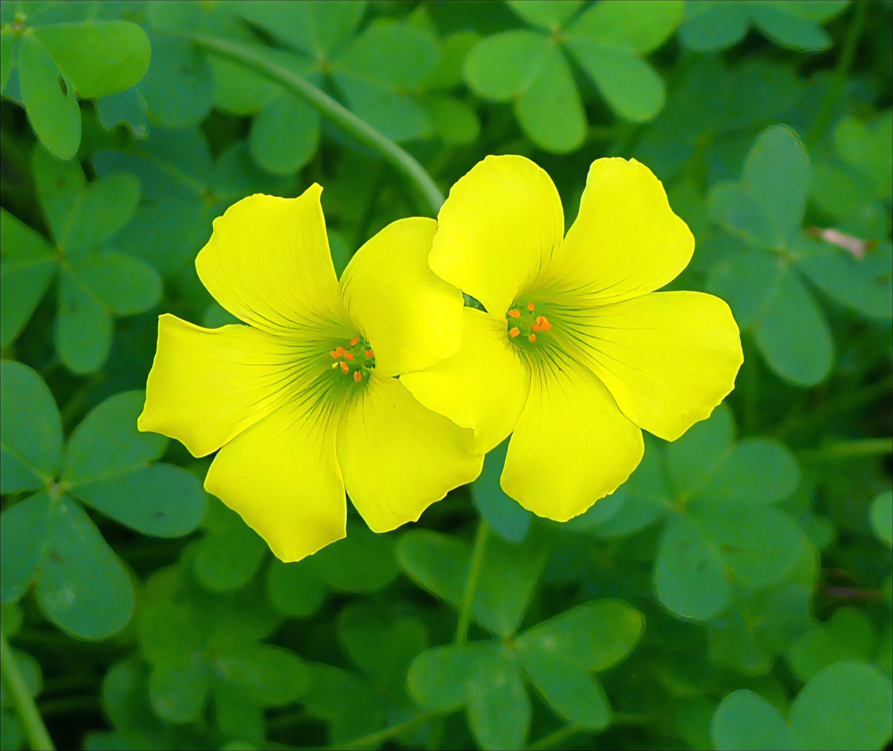 Bermuda Buttercup — photo 21