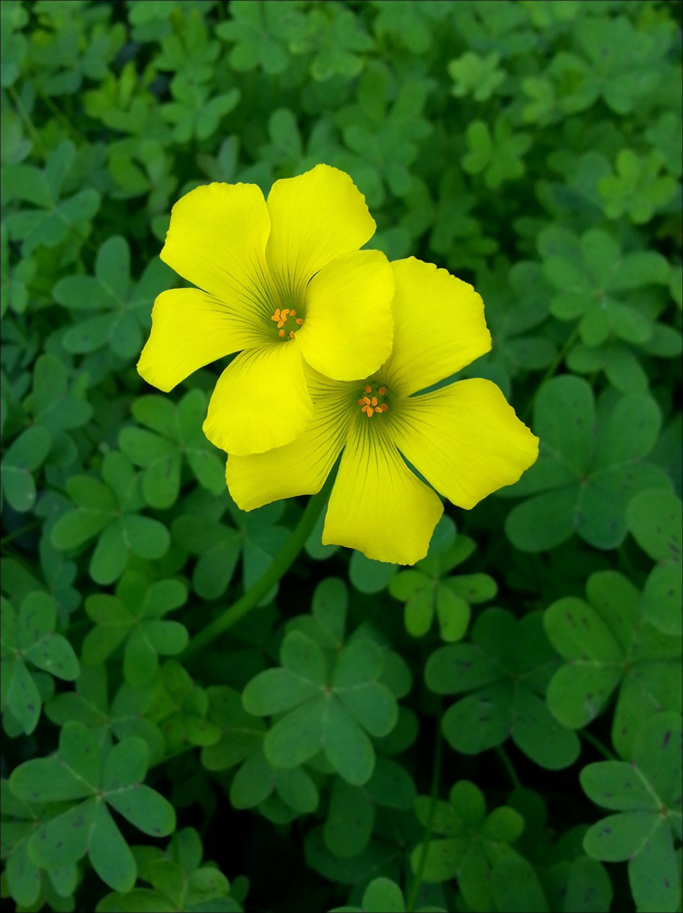 Bermuda Buttercup — photo 22