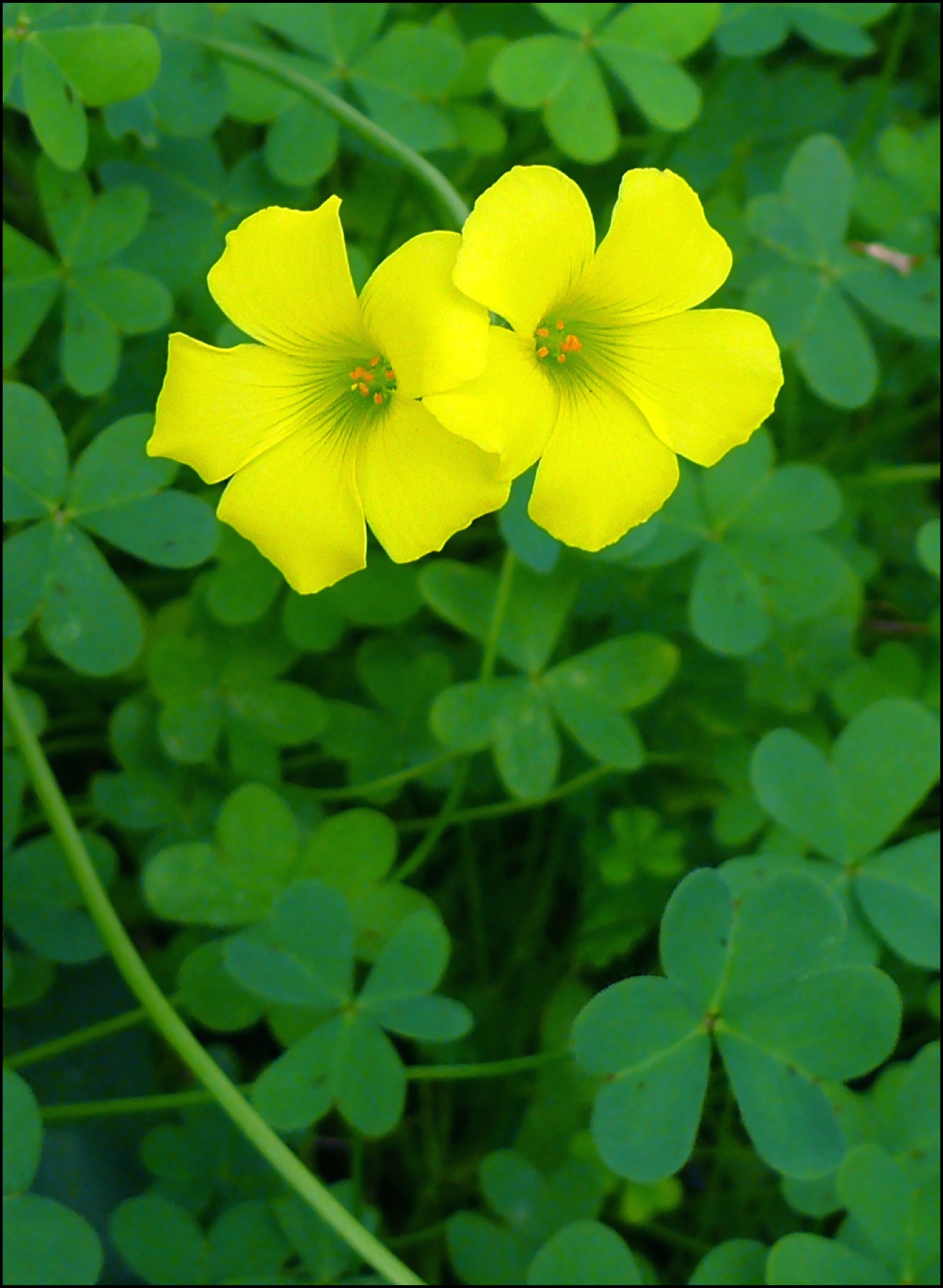 Bermuda Buttercup — photo 23