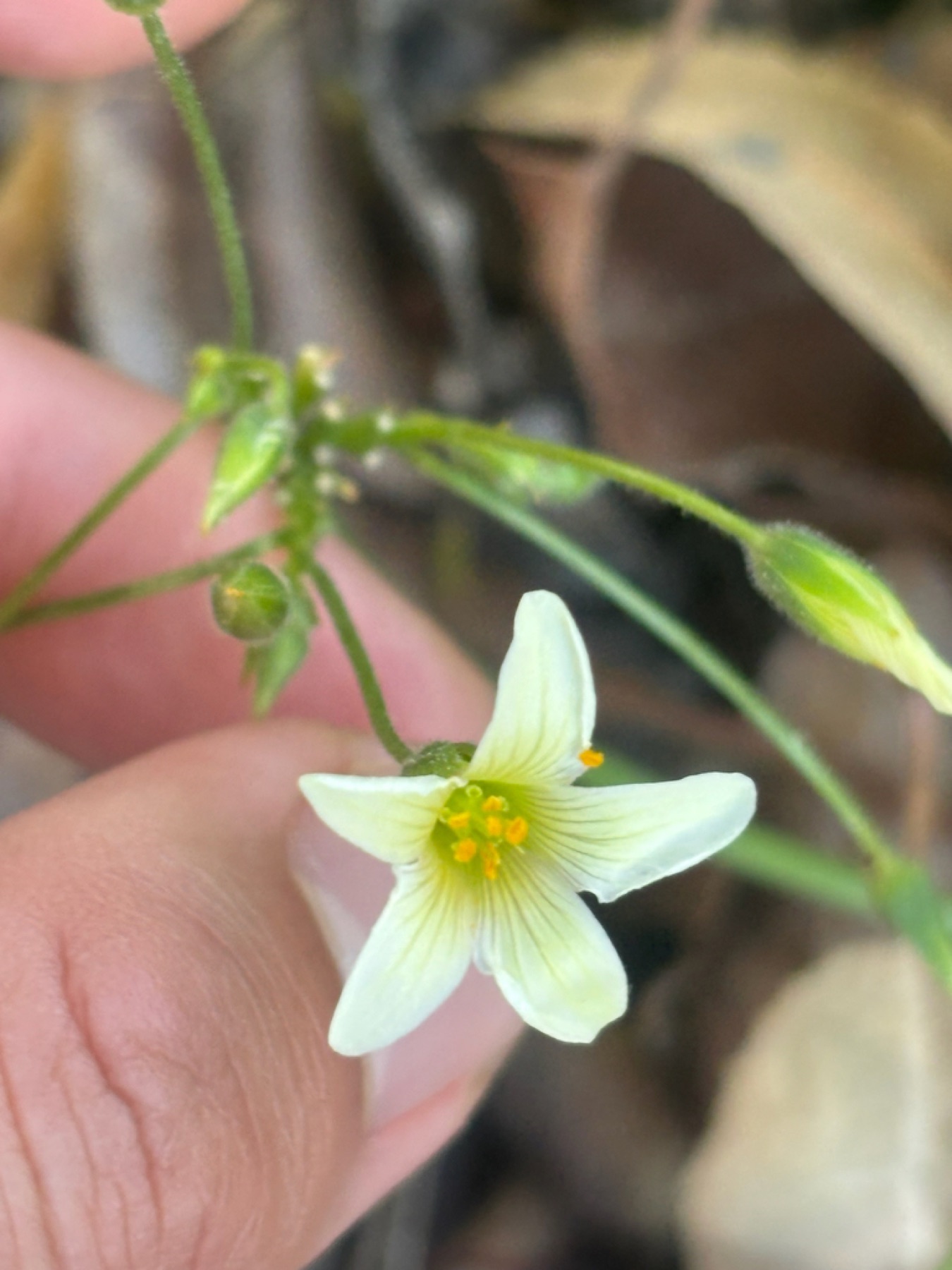 Bermuda Buttercup