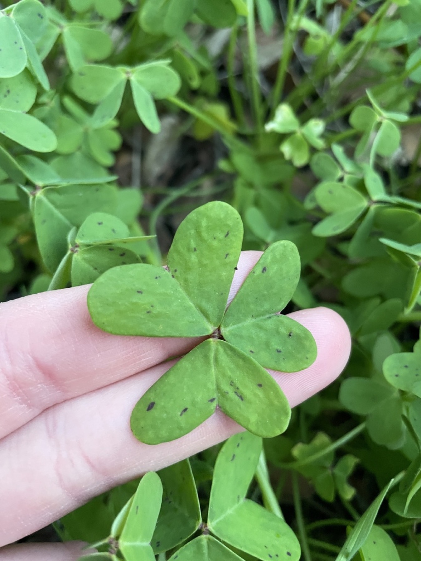 Bermuda Buttercup — photo 2