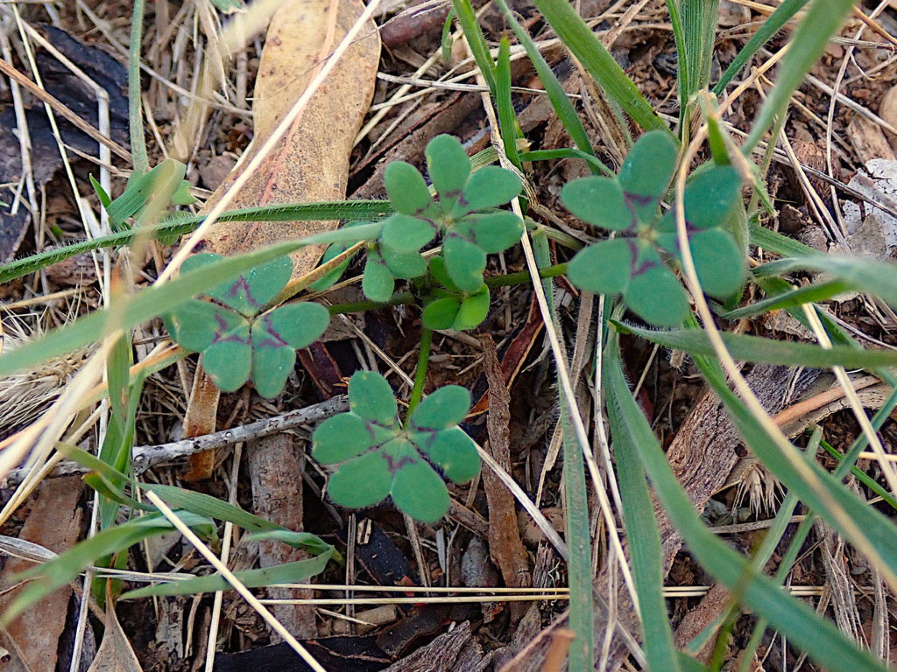 Bermuda Buttercup — photo 3