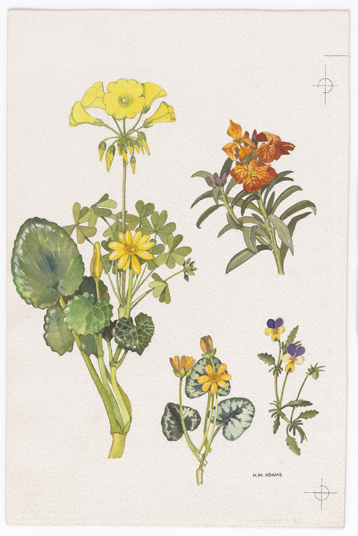 Bermuda Buttercup — photo 4