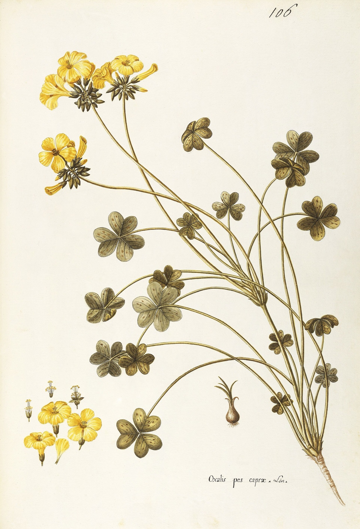Bermuda Buttercup — photo 5
