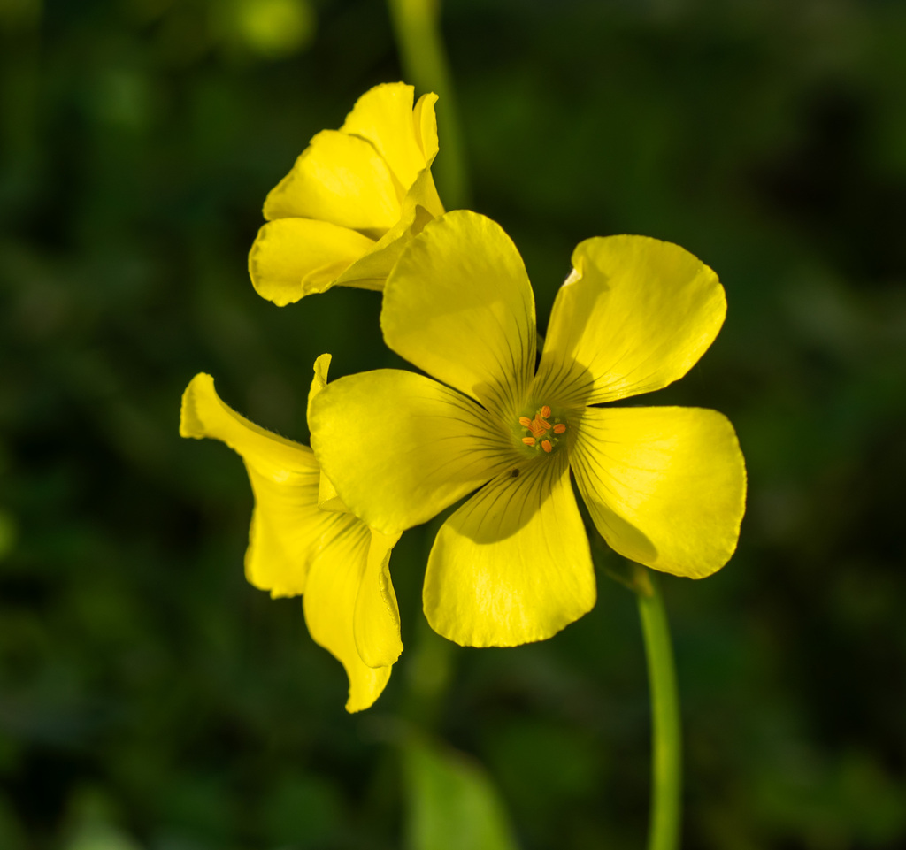 Bermuda Buttercup — photo 24