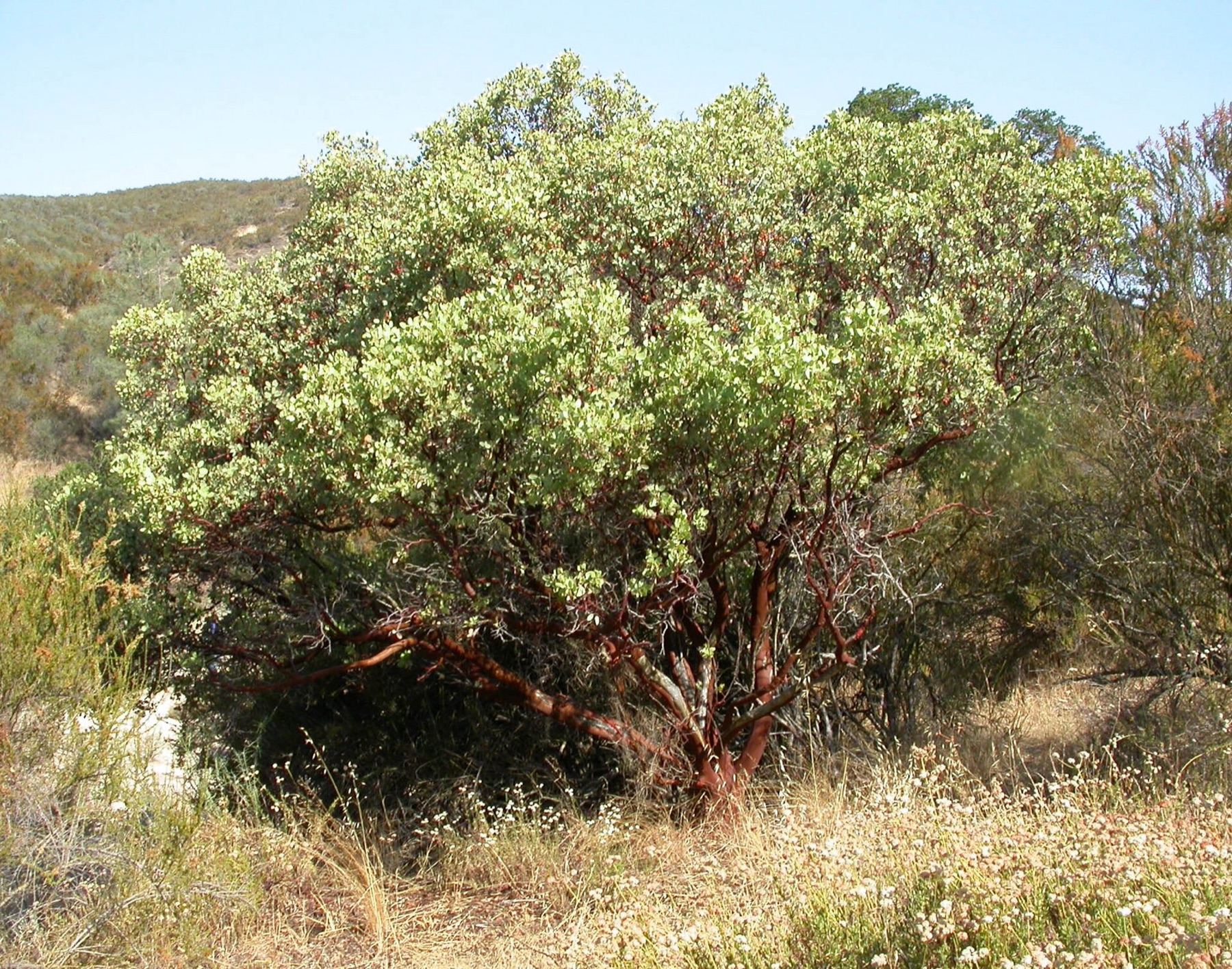 Big Berry Manzanita — photo 6