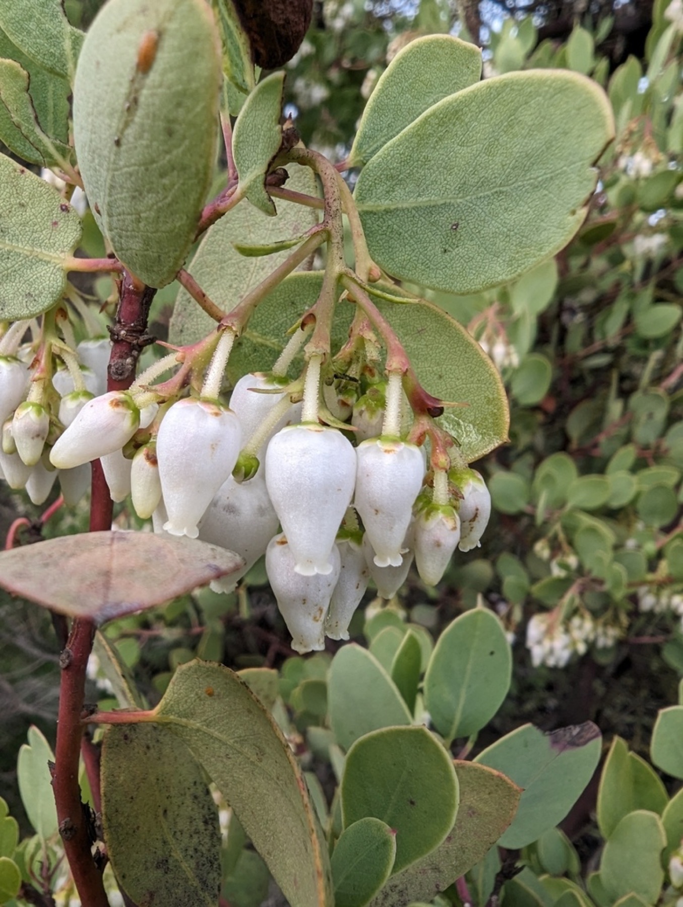 Big Berry Manzanita — photo 7