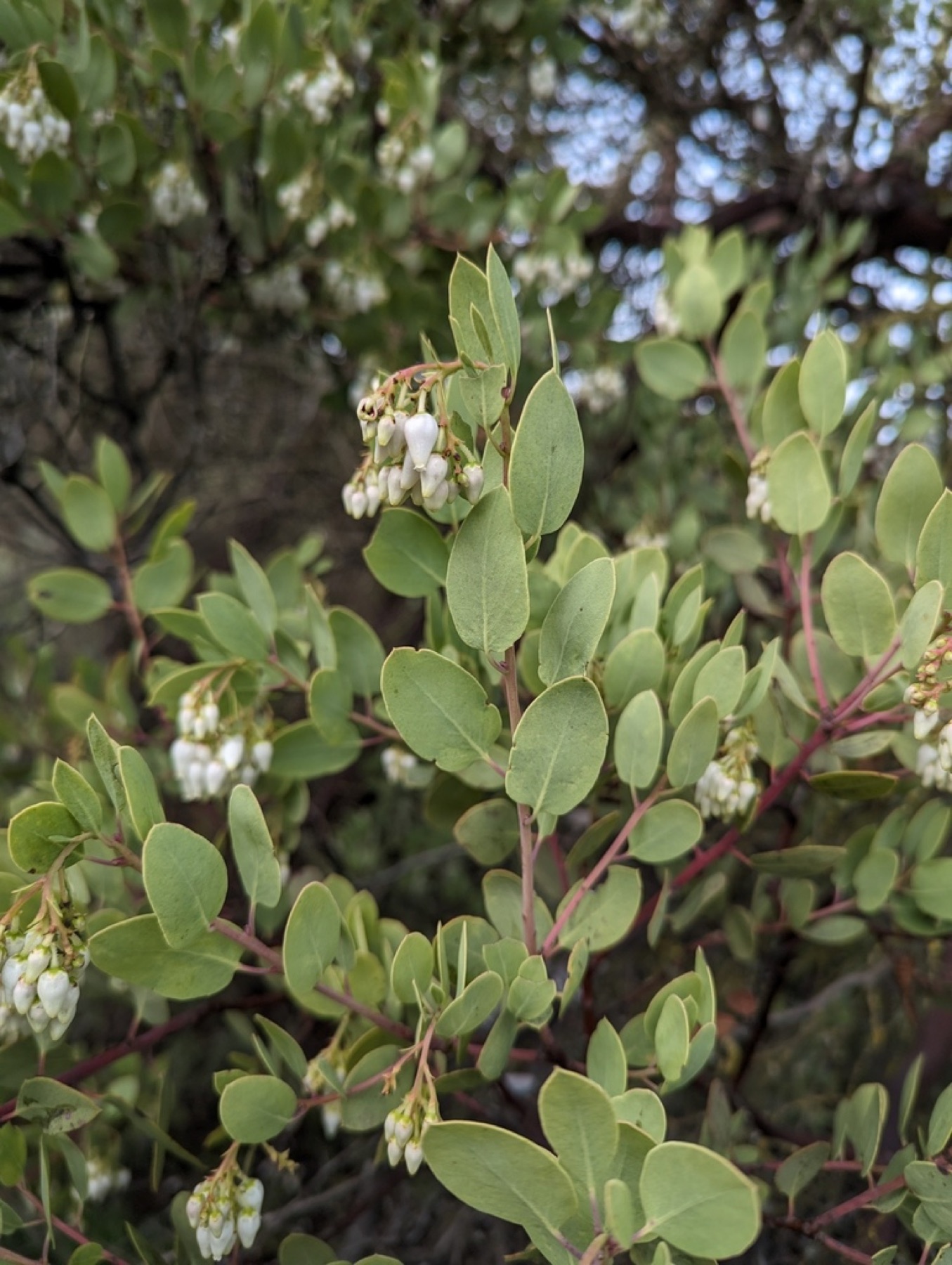 Big Berry Manzanita — photo 8
