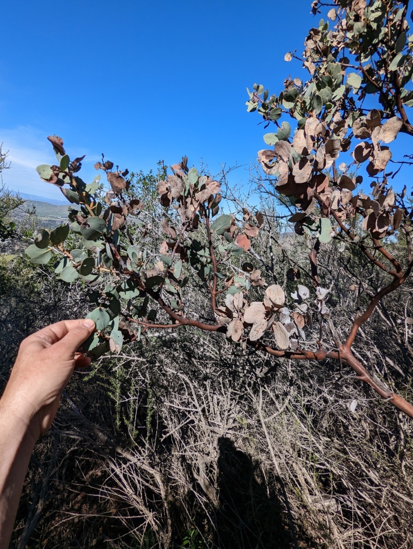 Big Berry Manzanita — photo 9