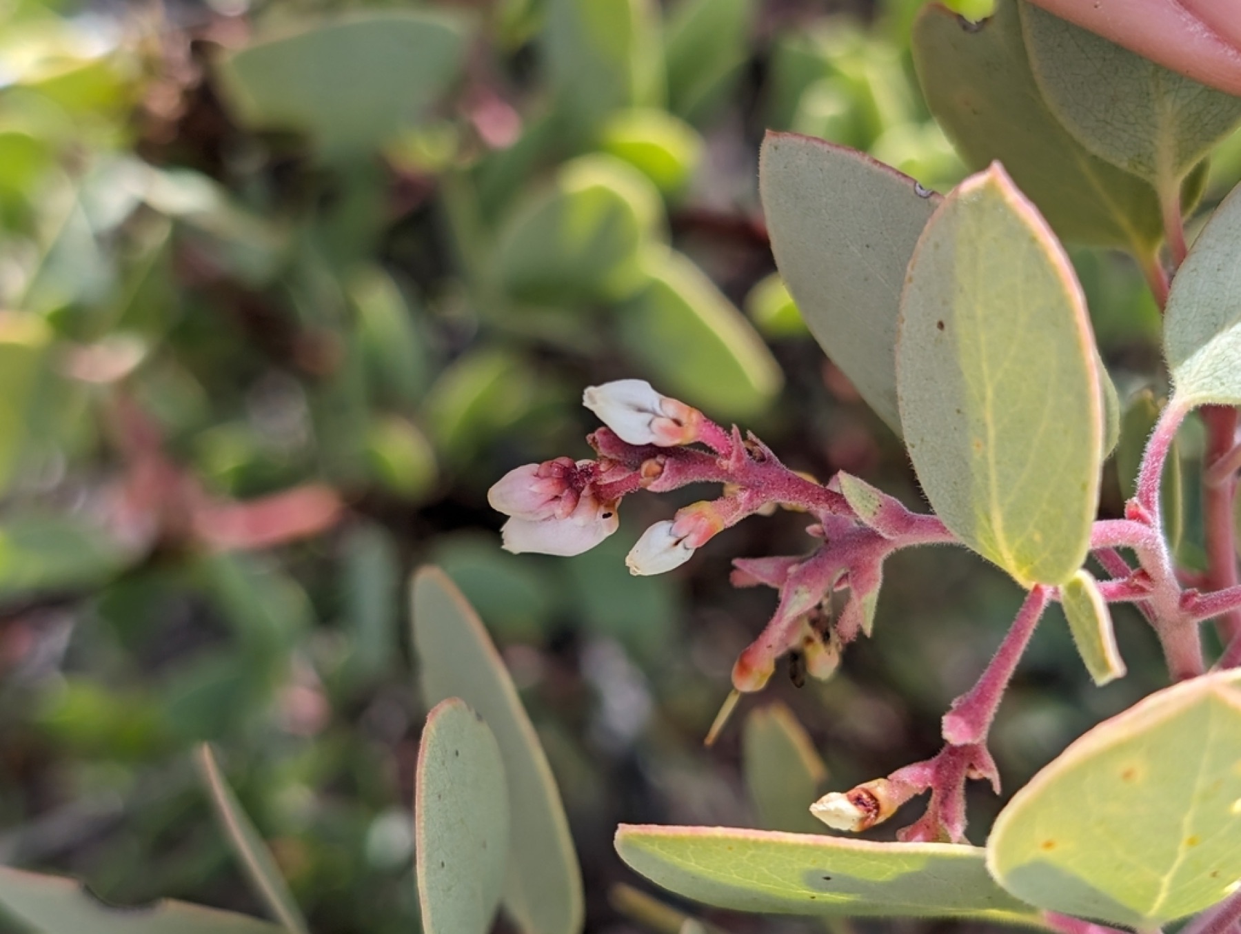 Big Berry Manzanita — photo 10