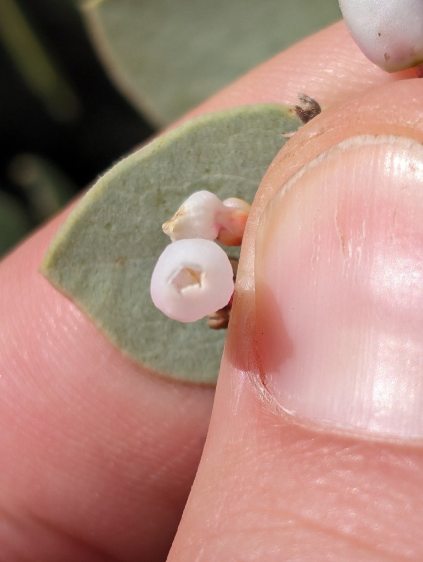 Big Berry Manzanita — photo 11