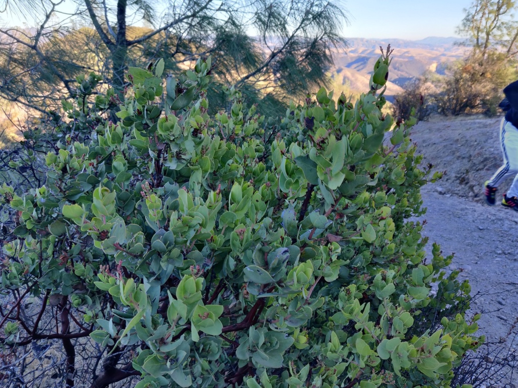 Big Berry Manzanita — photo 12