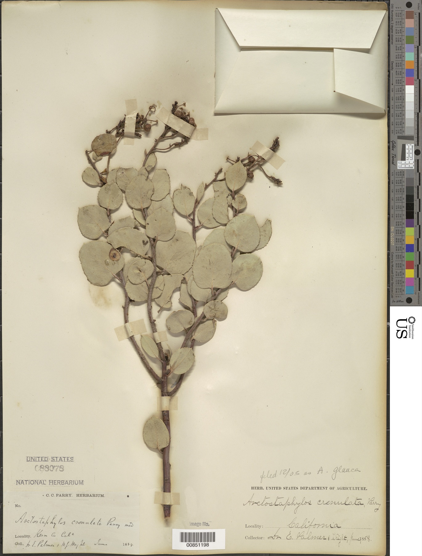 Big Berry Manzanita — photo 13