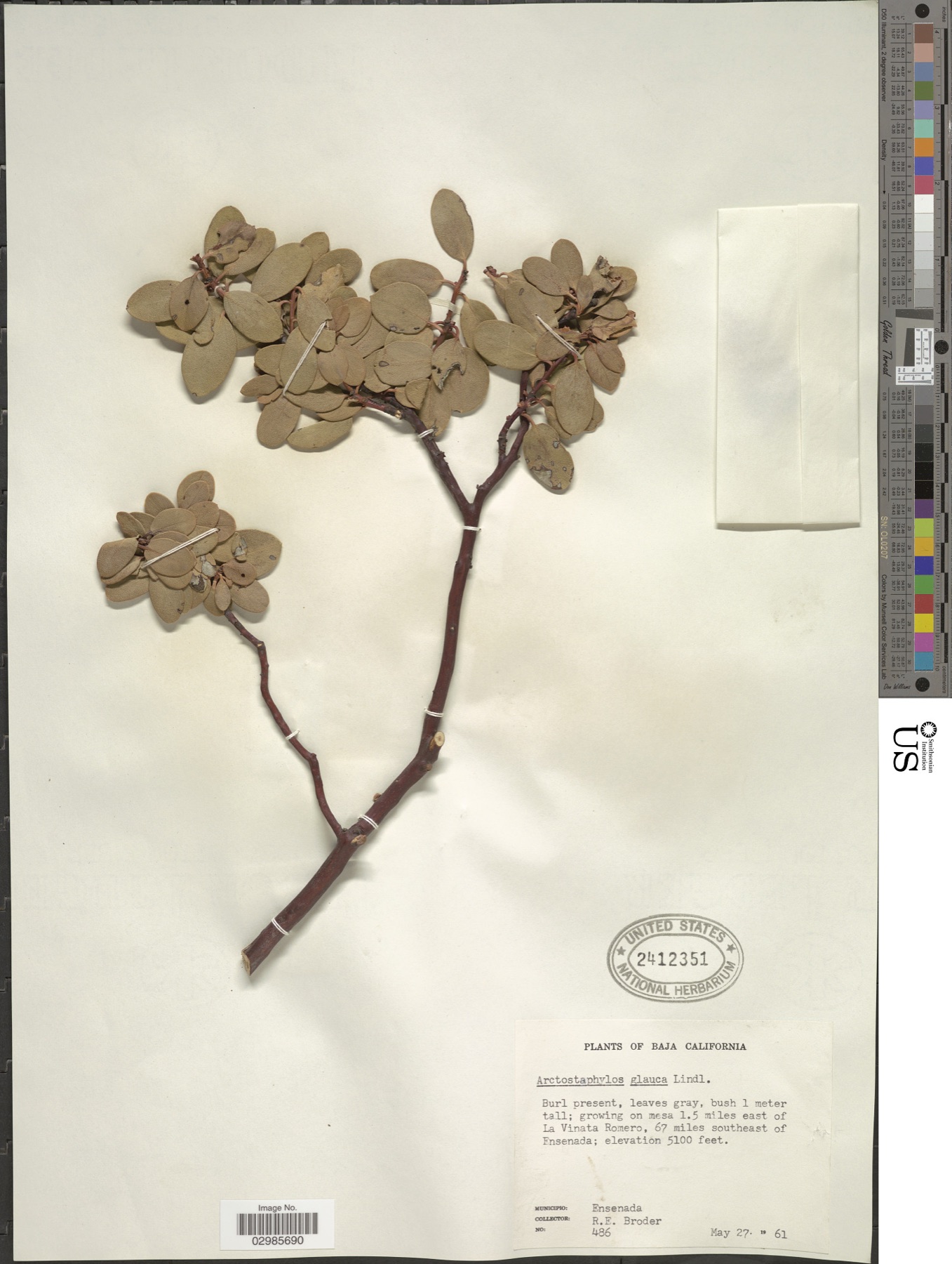 Big Berry Manzanita — photo 14
