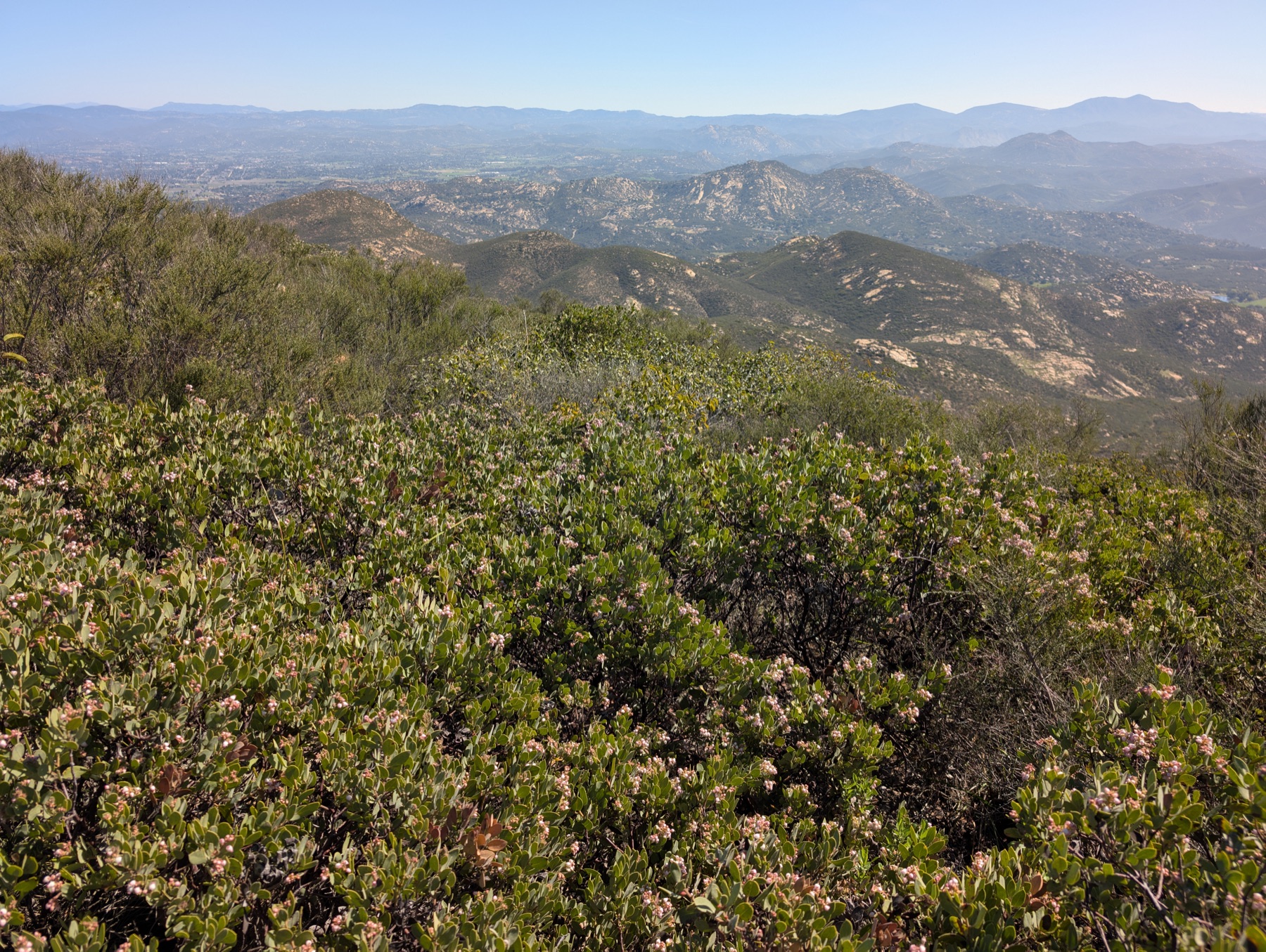 Big Berry Manzanita — photo 15