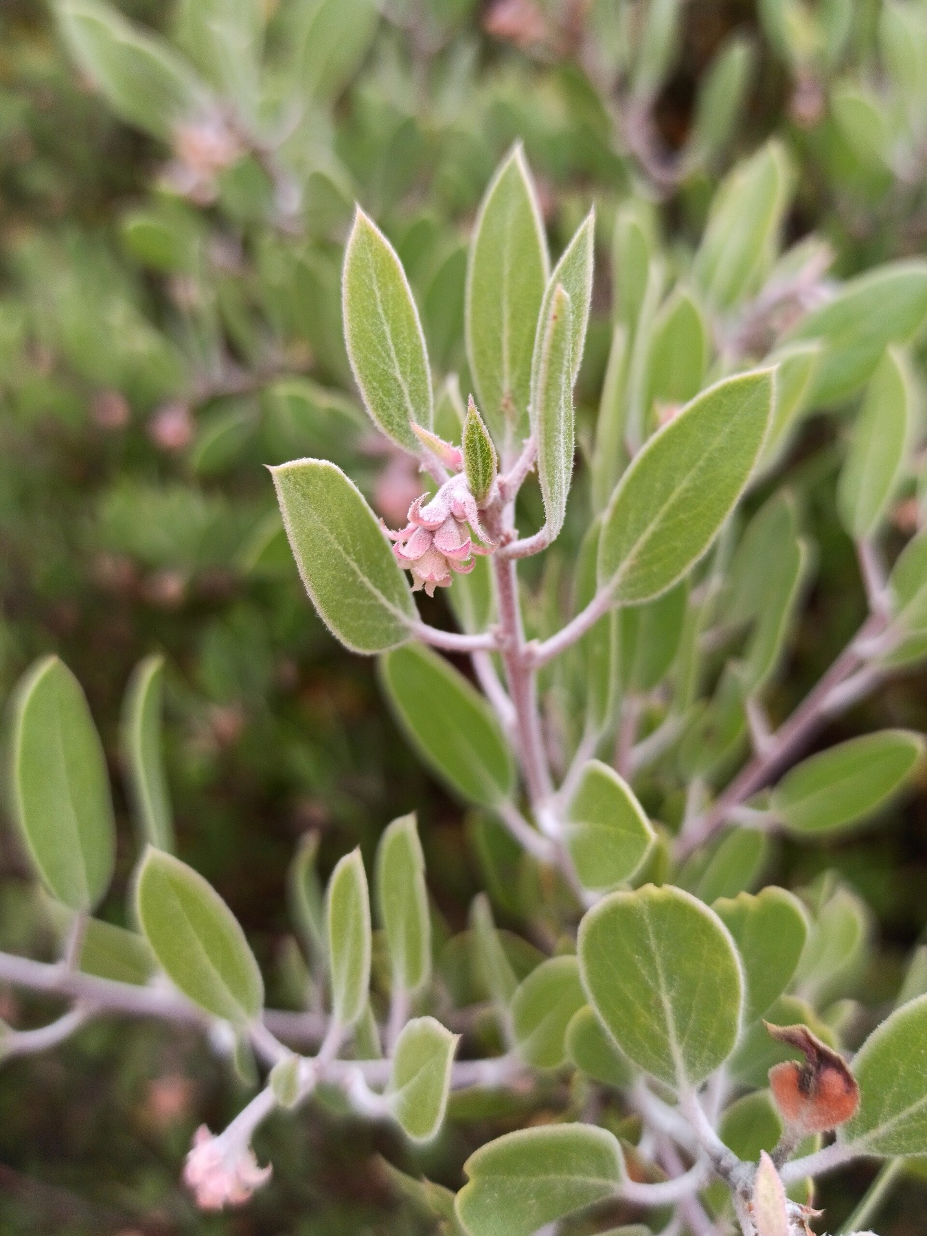 Big Berry Manzanita — photo 16