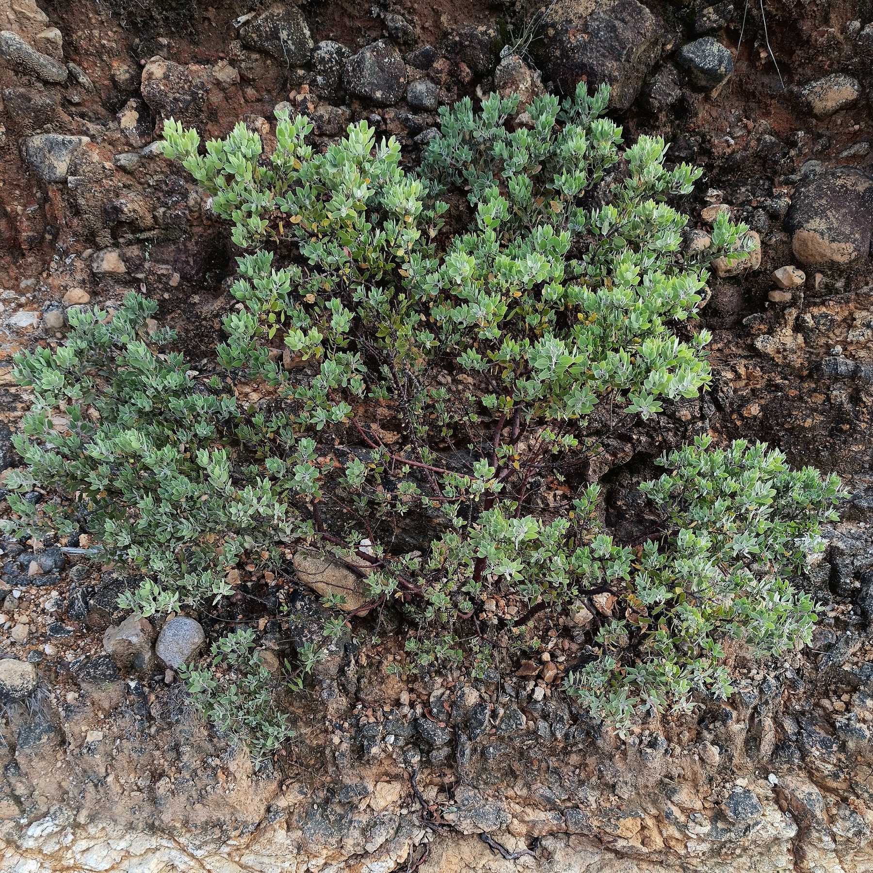 Big Berry Manzanita — photo 17