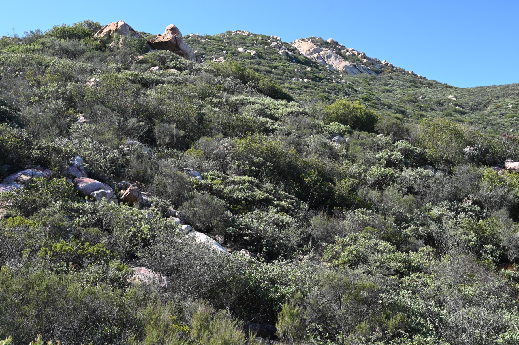 Big Berry Manzanita — photo 18