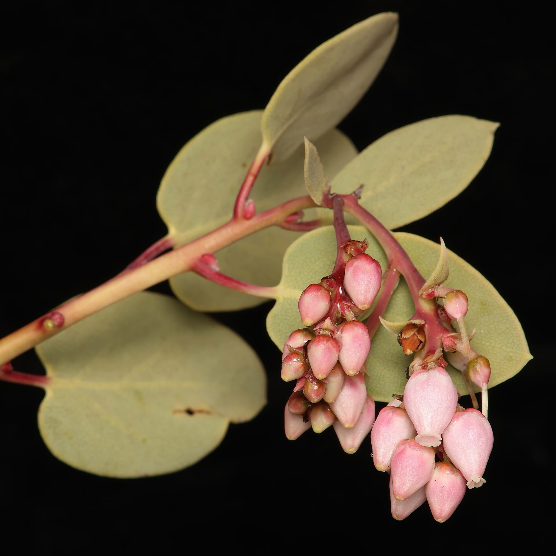 Big Berry Manzanita — photo 19