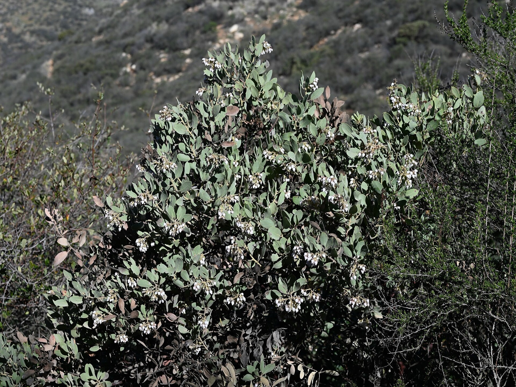 Big Berry Manzanita — photo 22