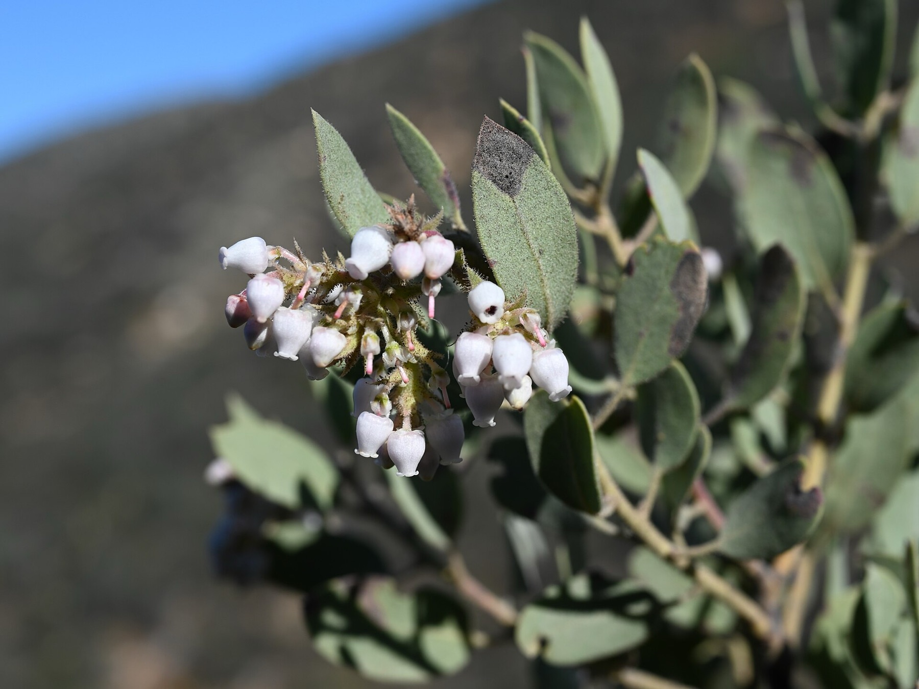Big Berry Manzanita — photo 23