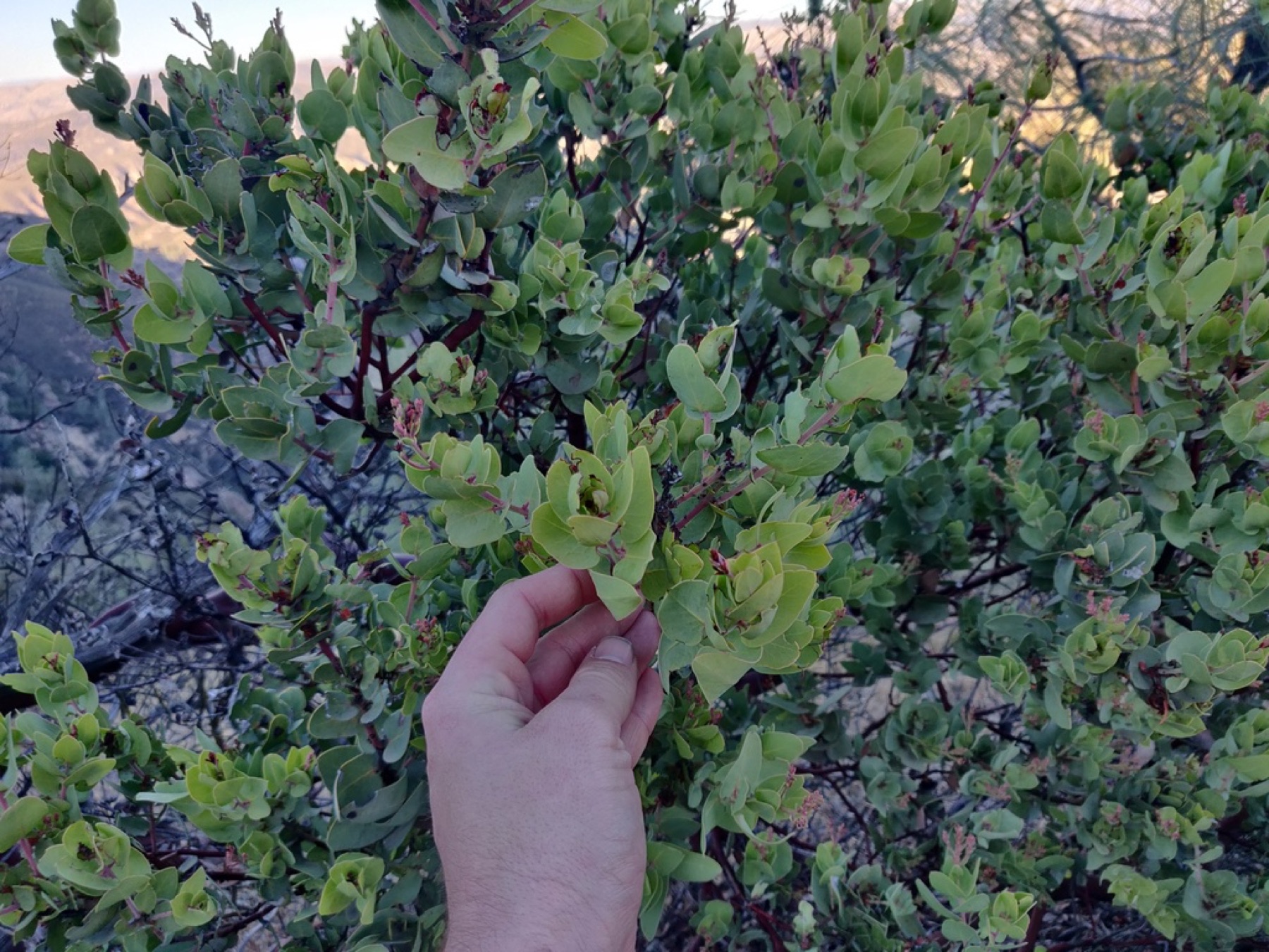 Waxy / leathery — e.g. Big Berry Manzanita
