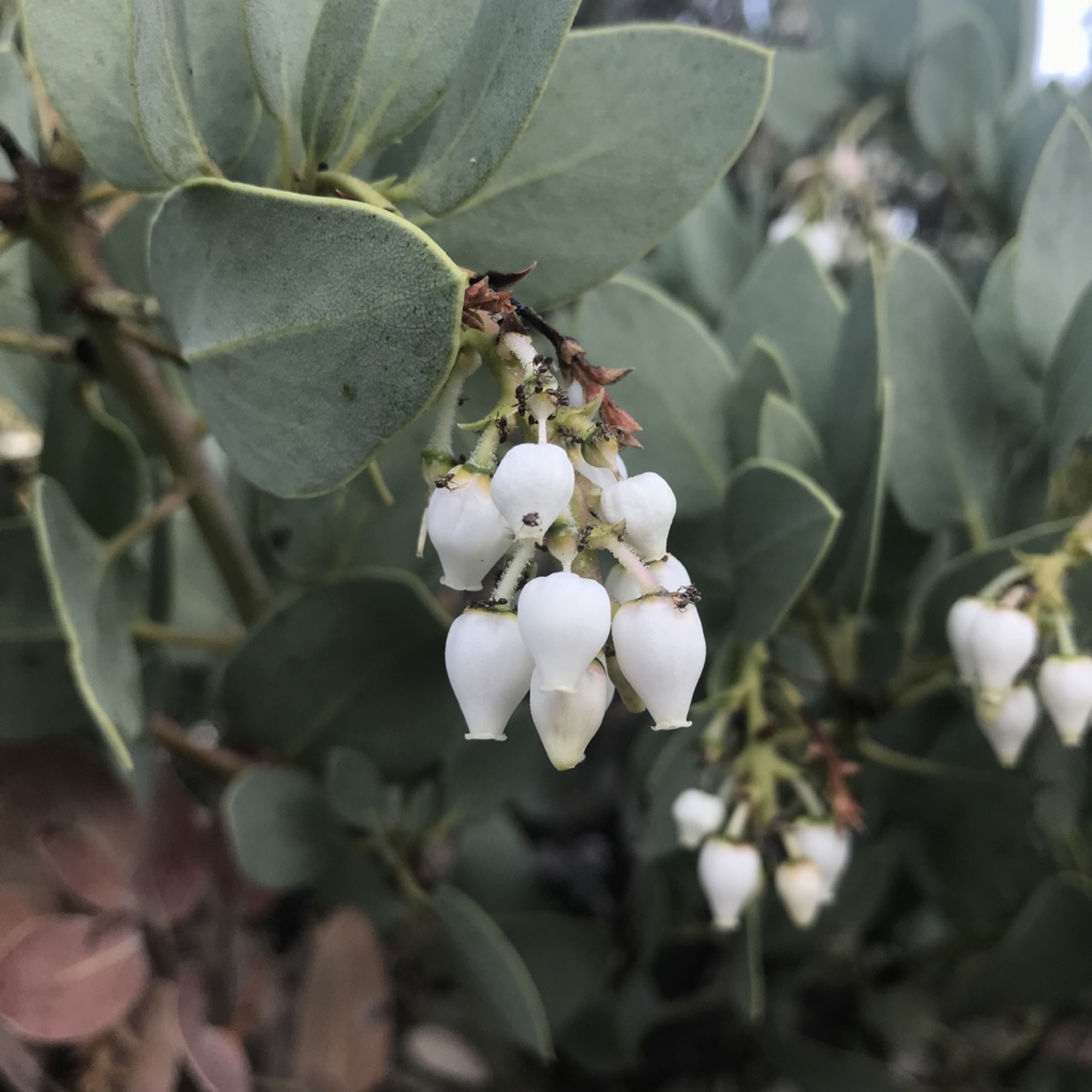 Big Berry Manzanita — photo 3