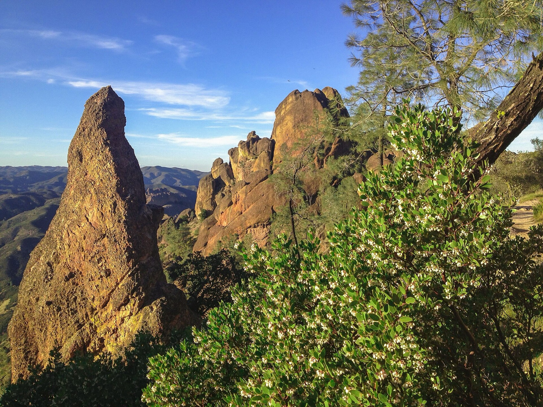 Big Berry Manzanita — photo 4