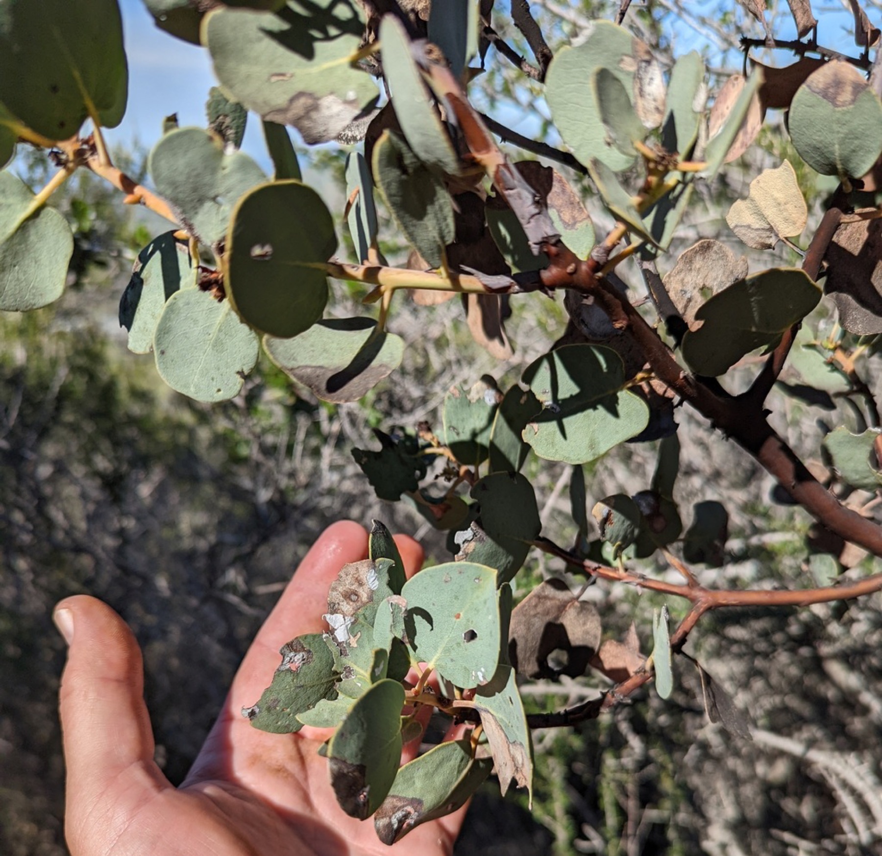 Big Berry Manzanita — photo 5