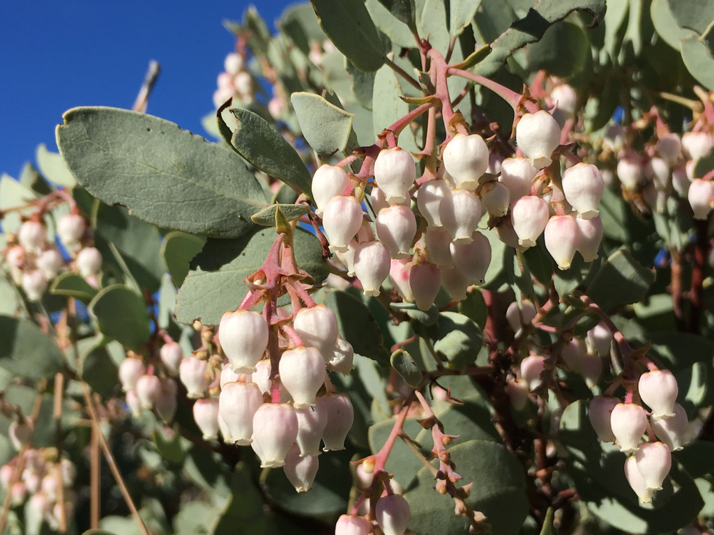 Big Berry Manzanita — photo 24