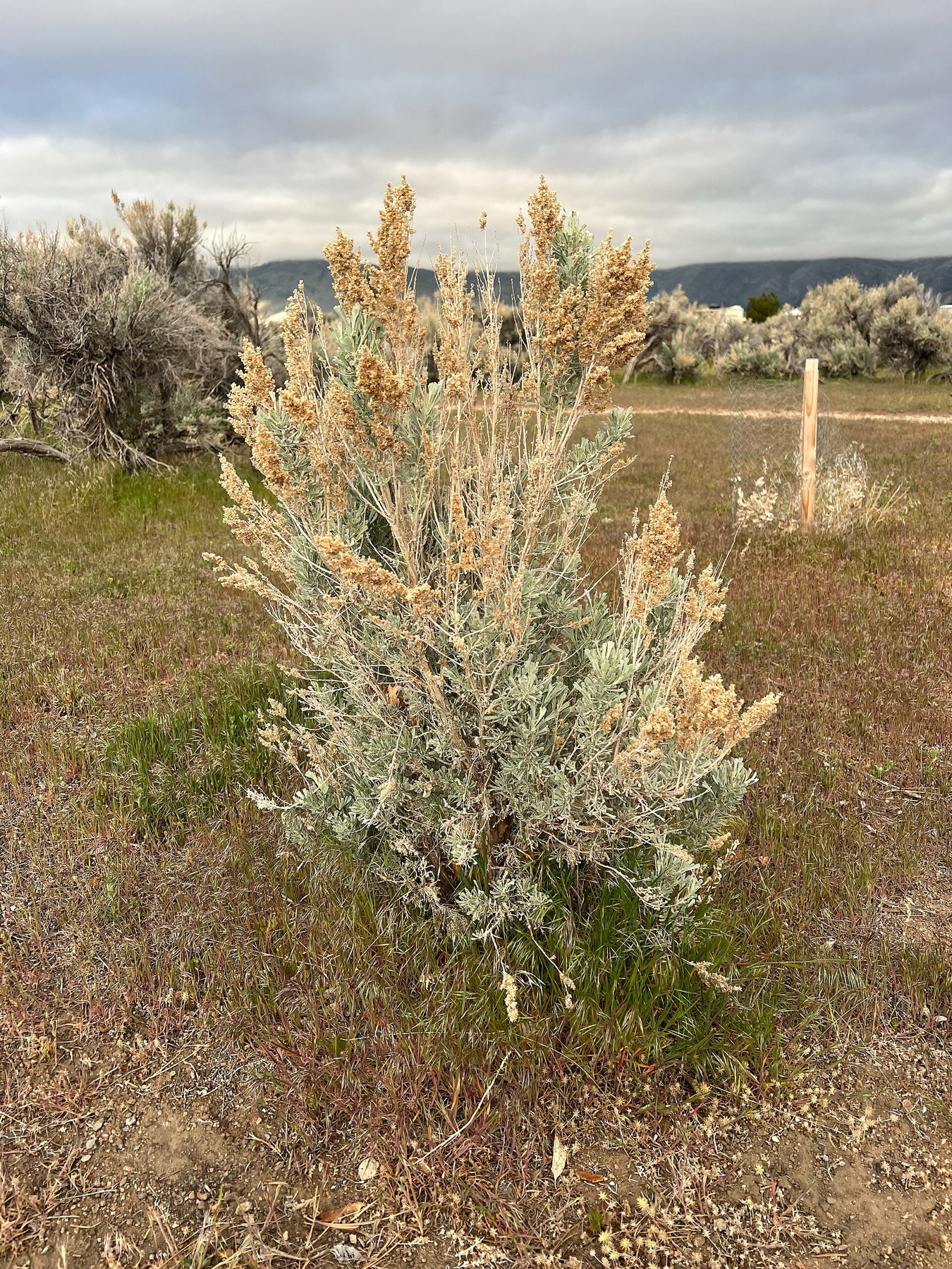 Big Sagebrush — photo 6