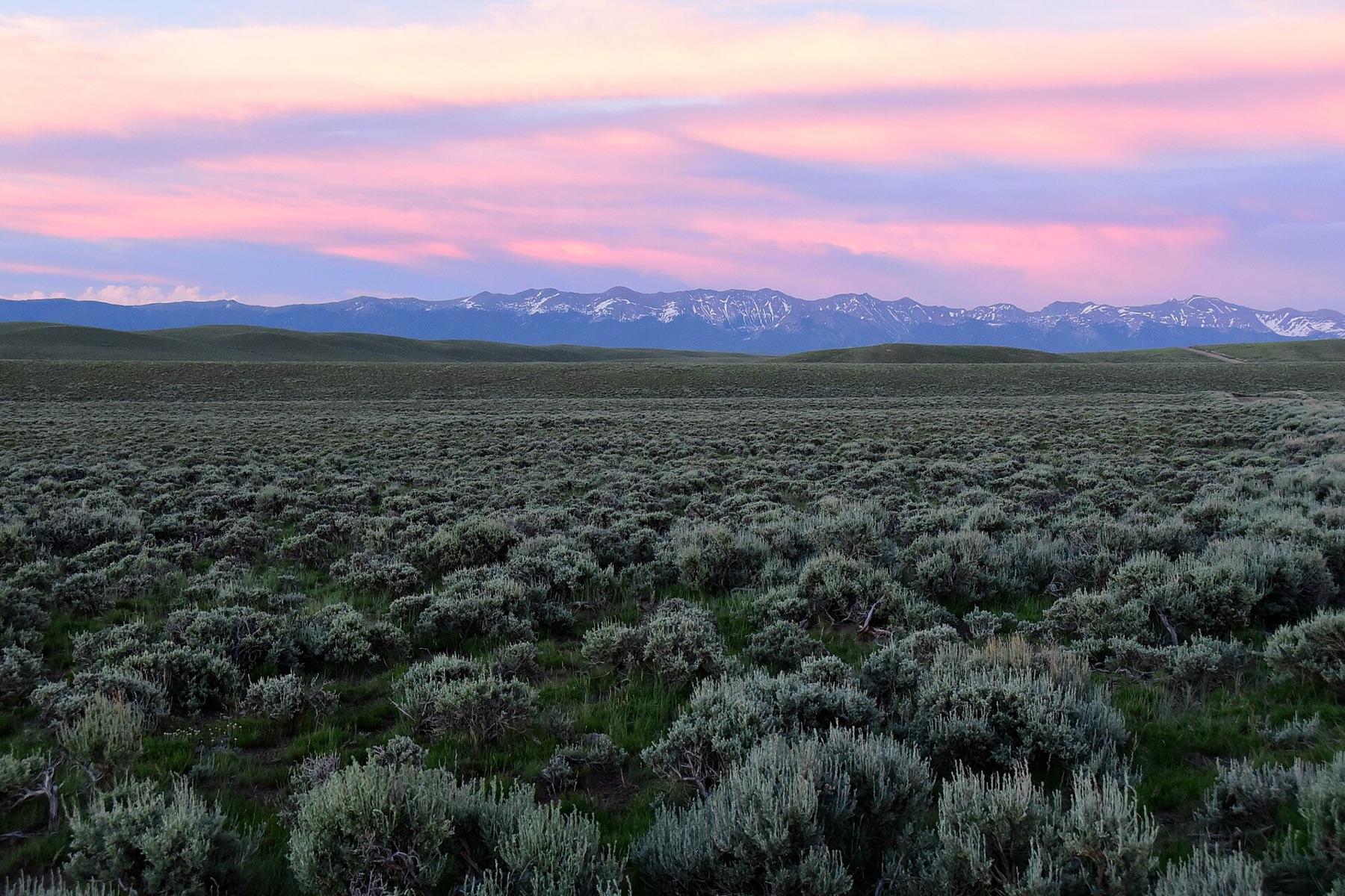 Big Sagebrush — photo 7
