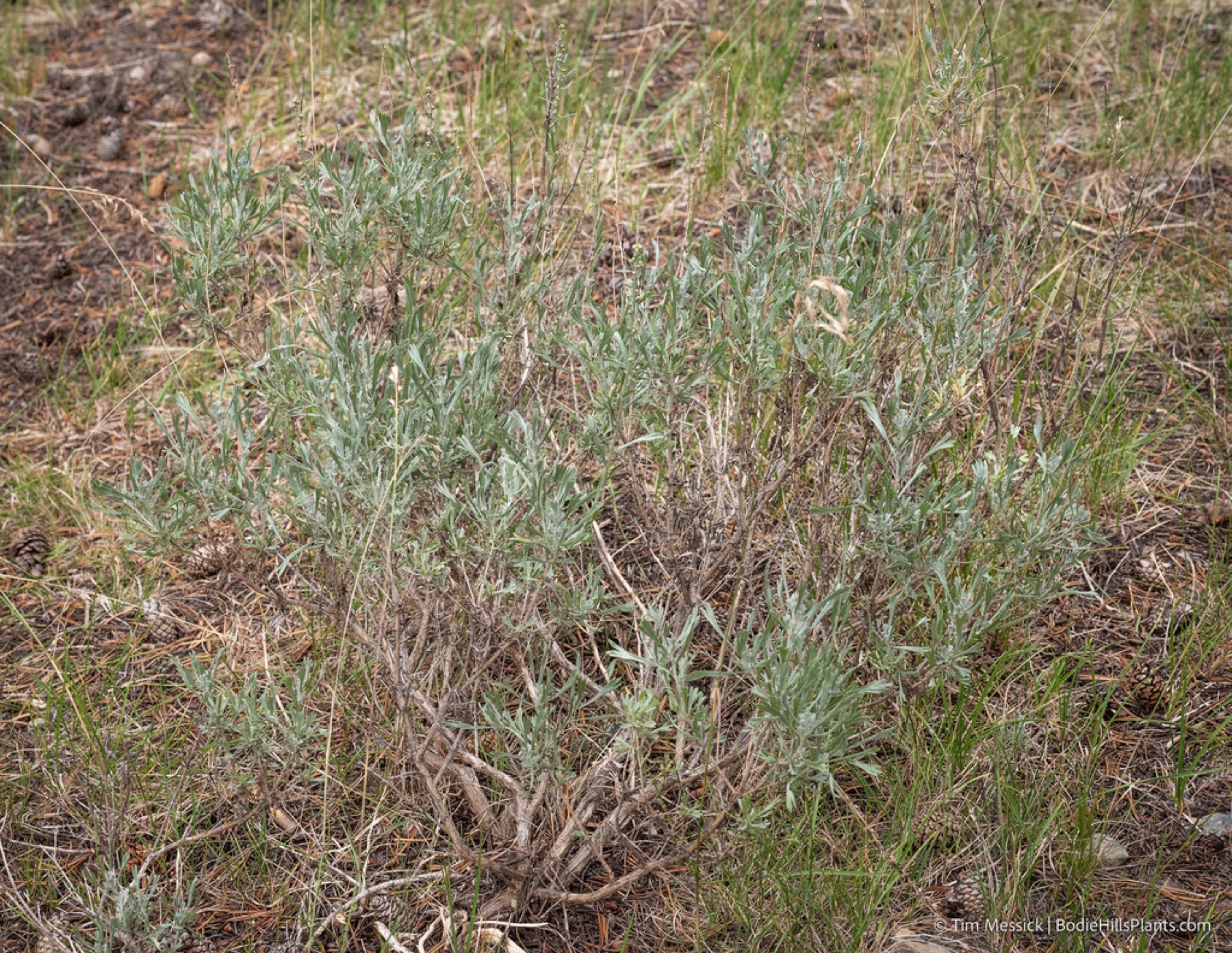 Big Sagebrush — photo 9