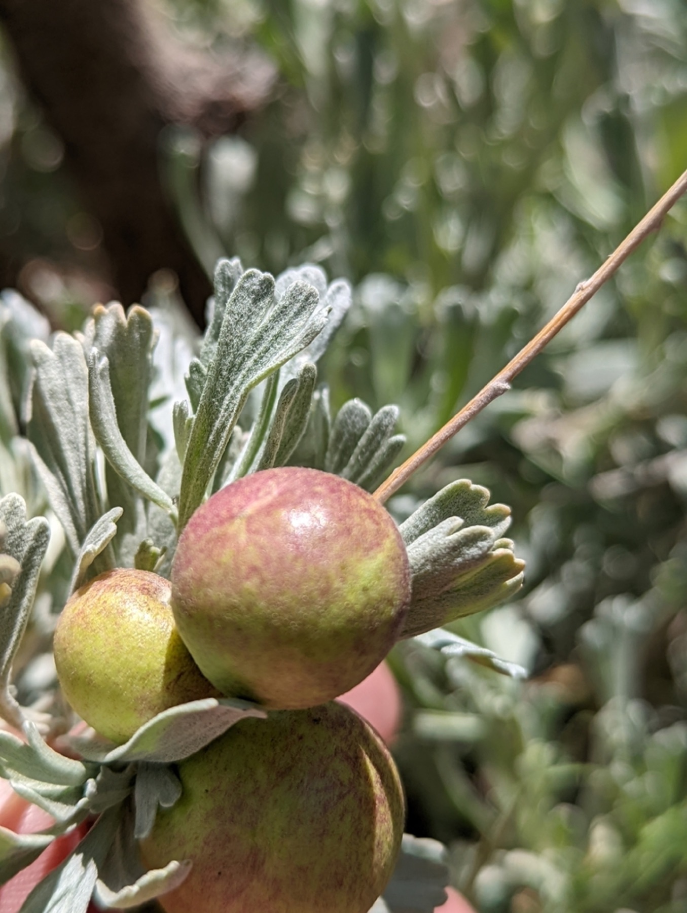 Big Sagebrush — photo 10