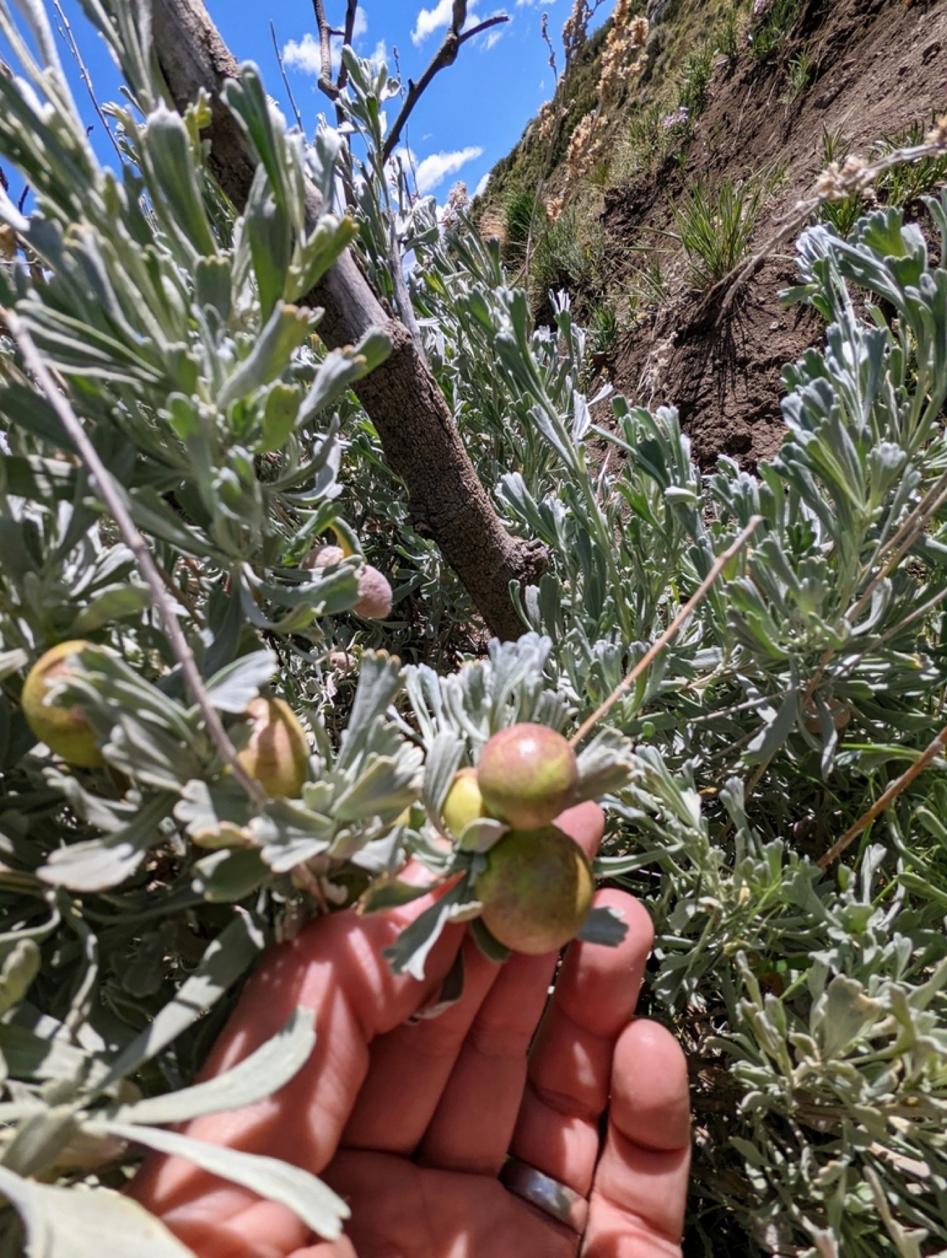 Big Sagebrush — photo 11