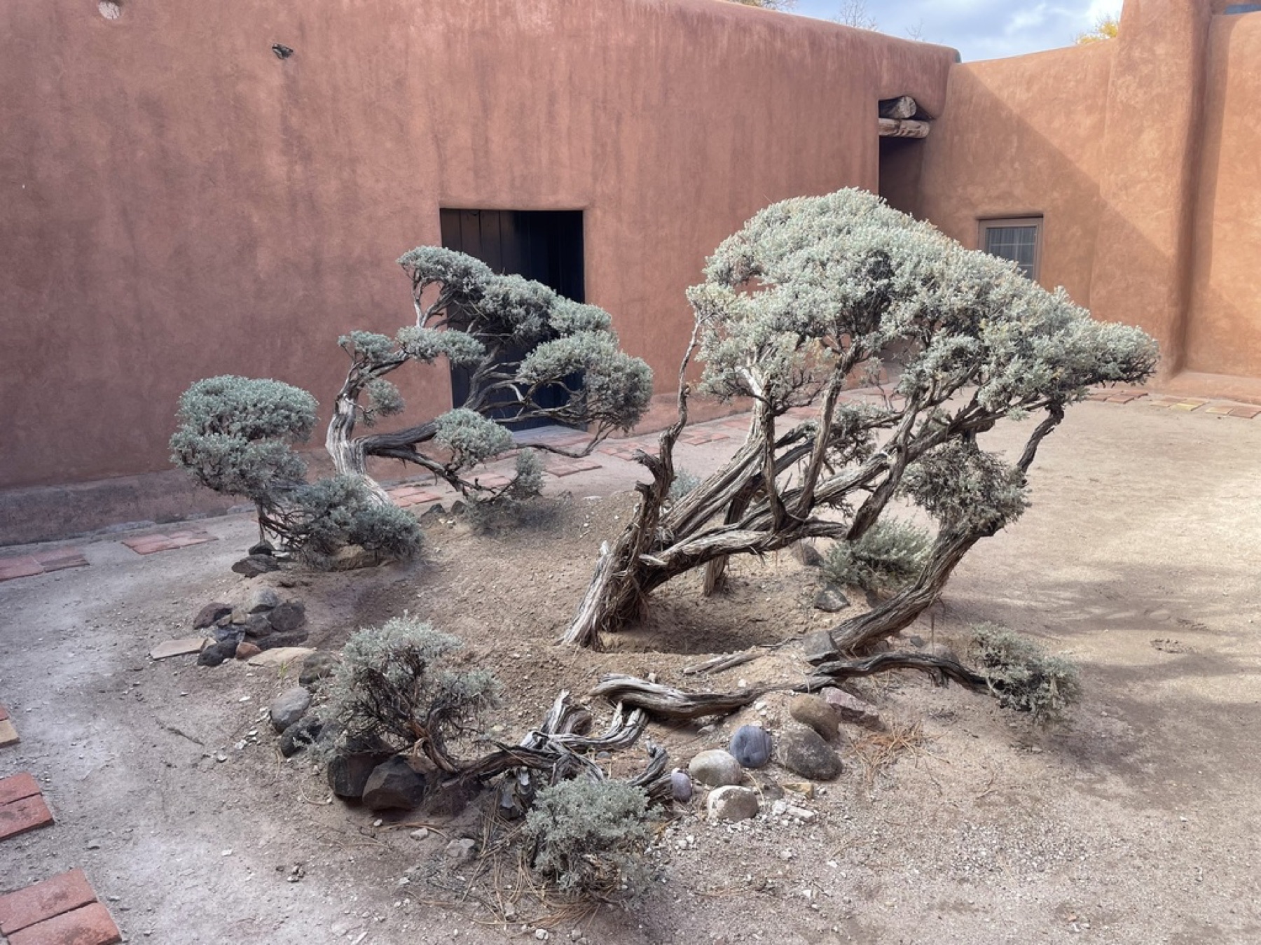Big Sagebrush — photo 12