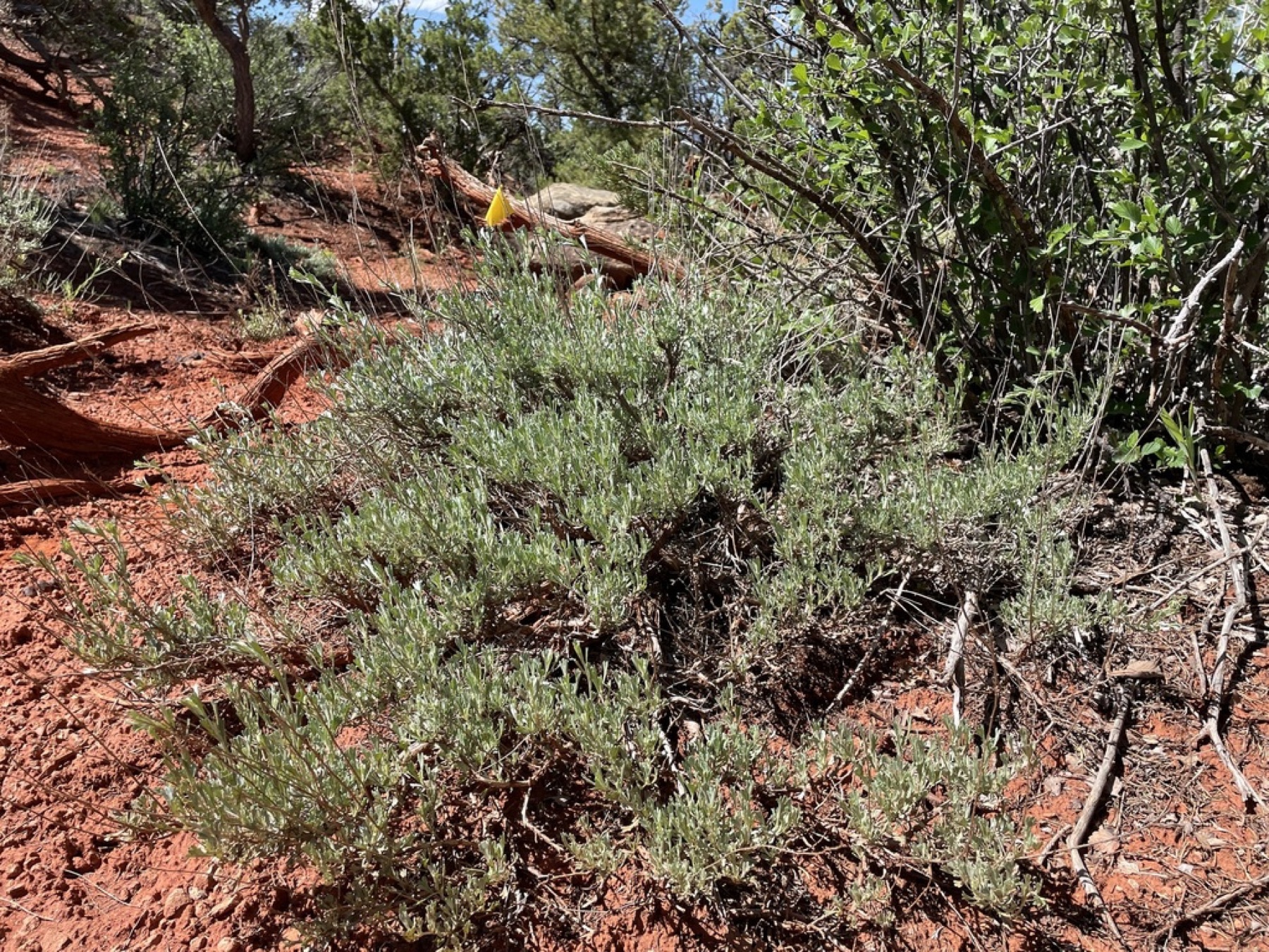 Big Sagebrush — photo 13