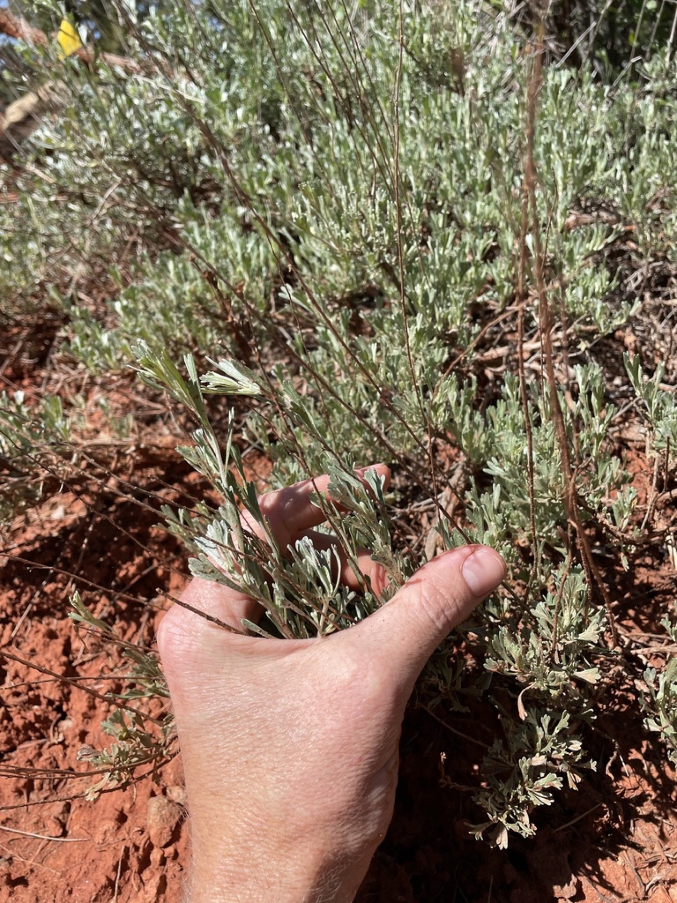 Big Sagebrush — photo 14