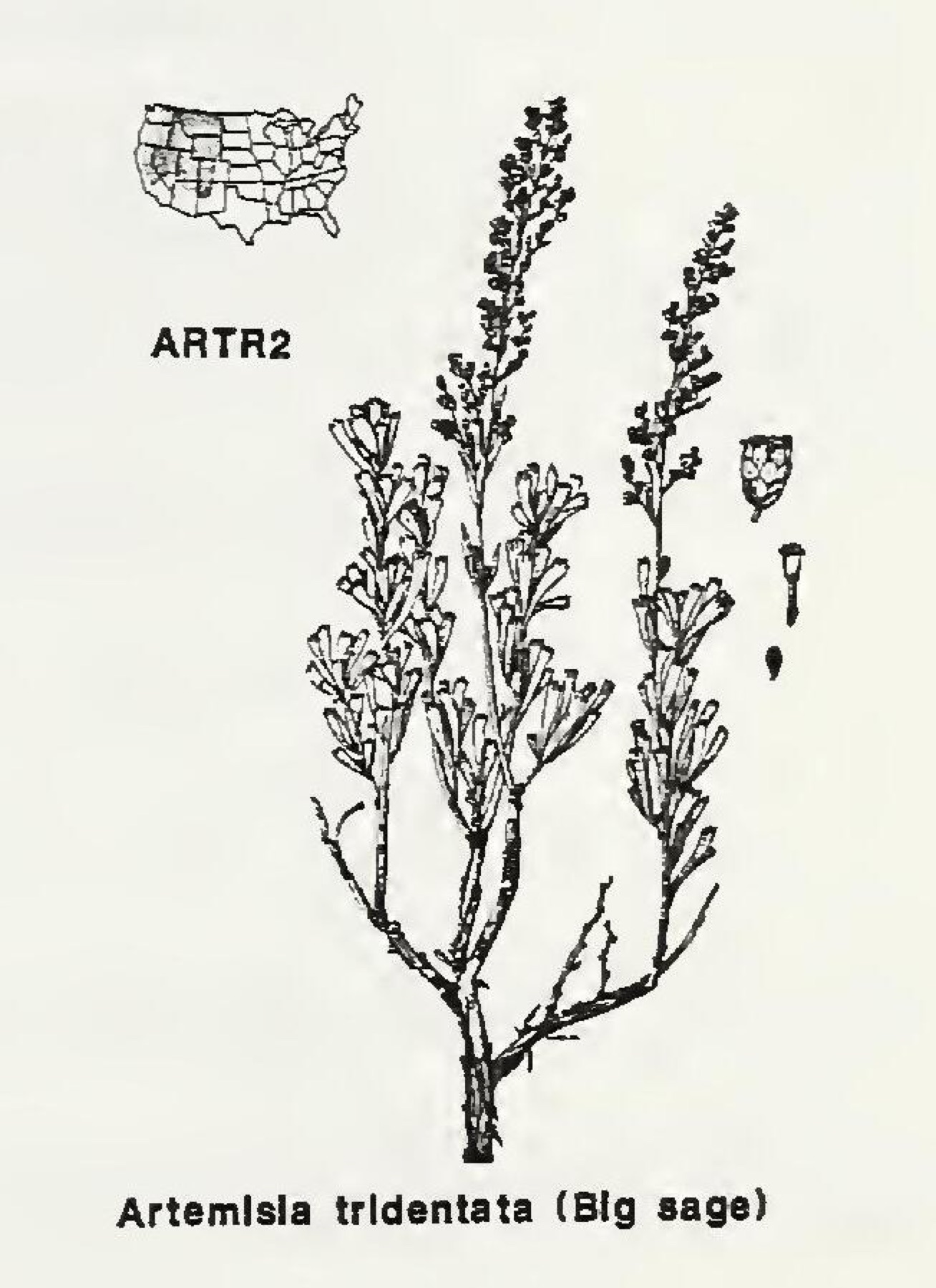 Big Sagebrush — photo 15