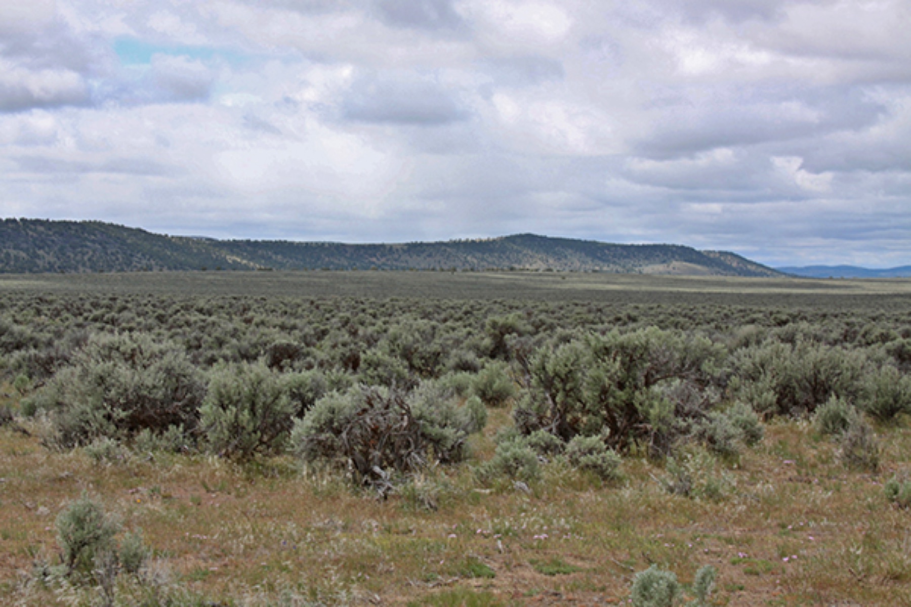 Big Sagebrush — photo 16