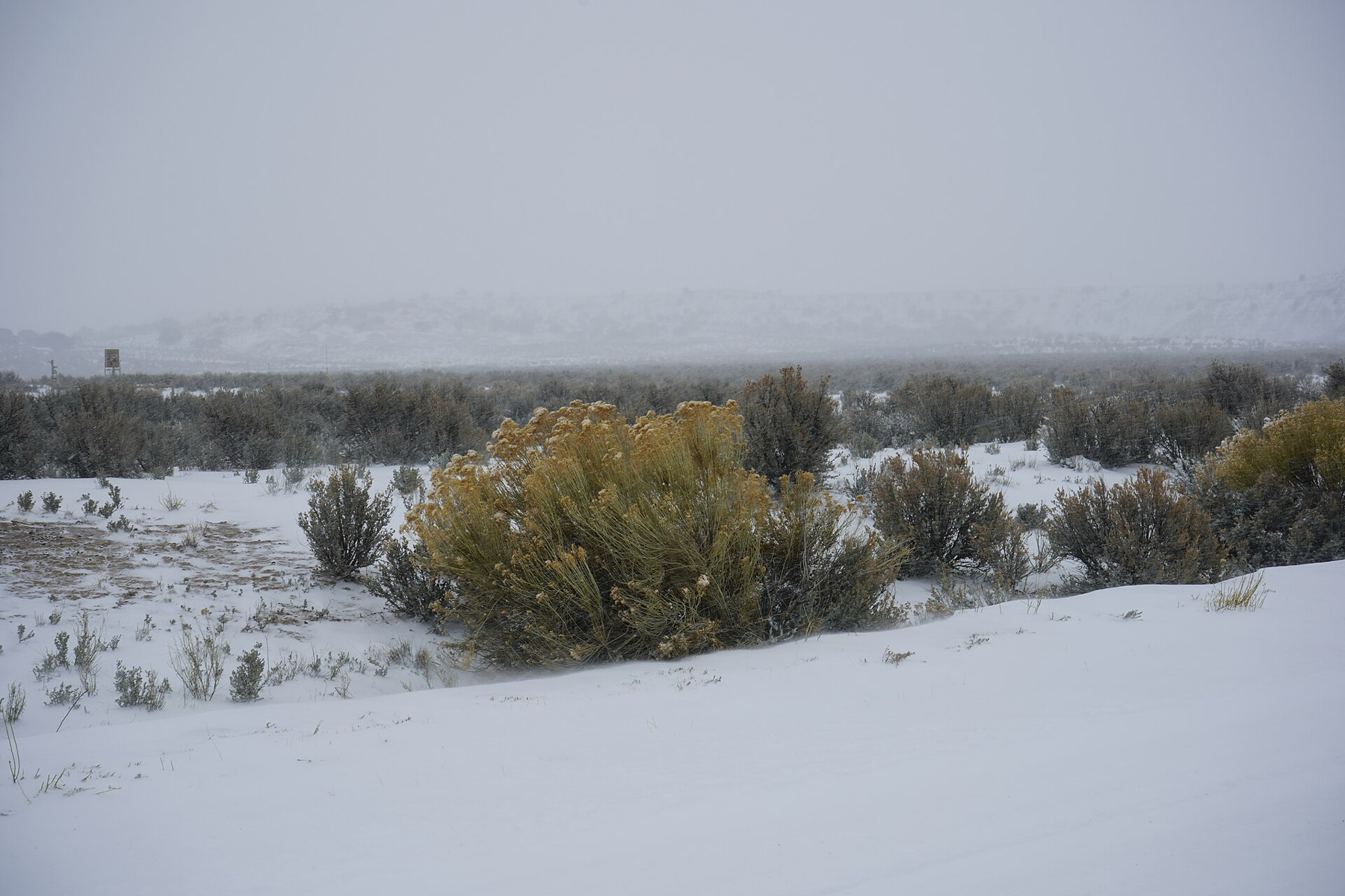 Big Sagebrush — photo 17